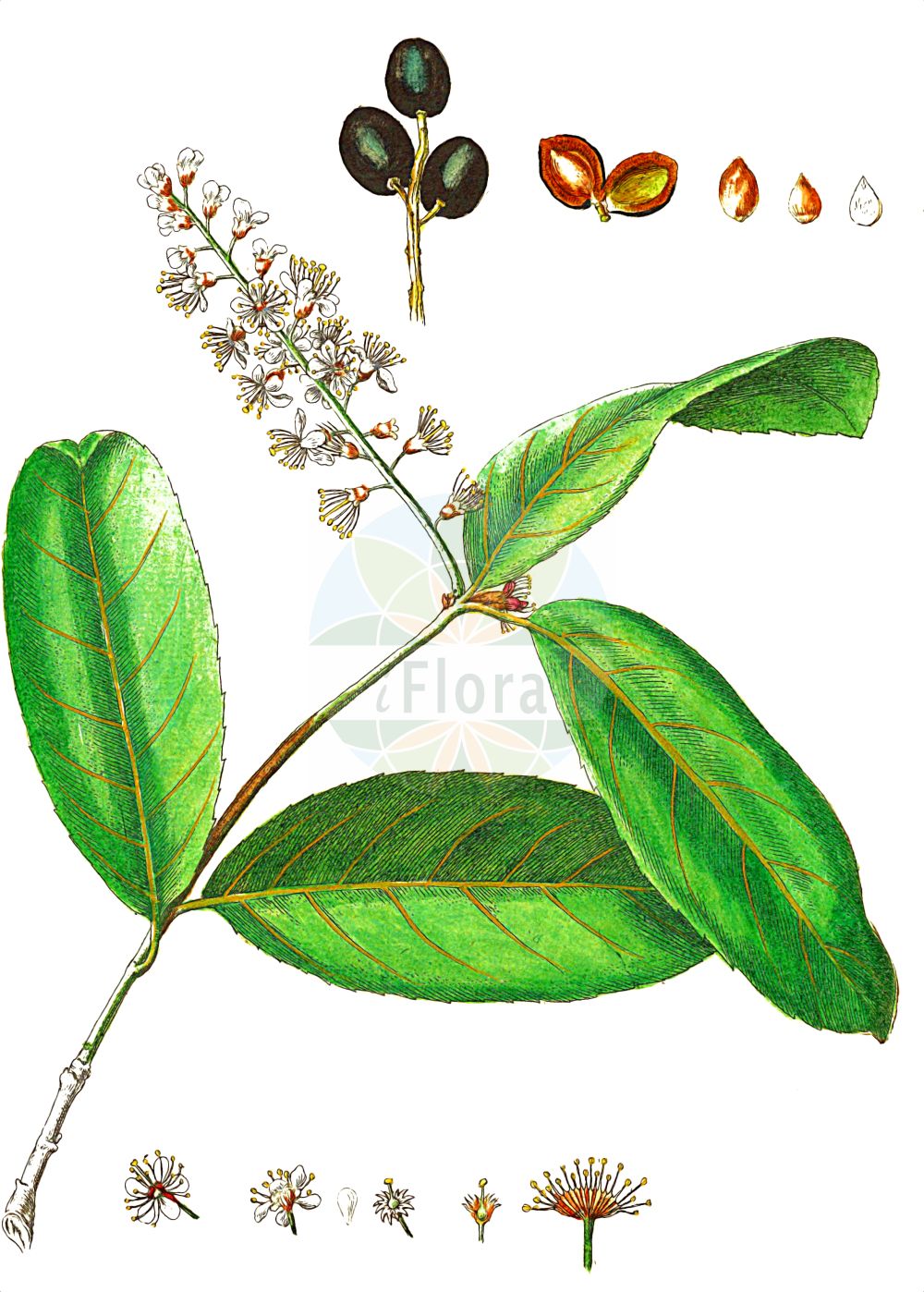 Historische Abbildung von Prunus laurocerasus (Kirschlorbeer - Cherry Laurel). Das Bild zeigt Blatt, Bluete, Frucht und Same. ---- Historical Drawing of Prunus laurocerasus (Kirschlorbeer - Cherry Laurel). The image is showing leaf, flower, fruit and seed.(Prunus laurocerasus,Kirschlorbeer,Cherry Laurel,Cerasus laurocerasus,Laurocerasus officinalis,Laurocerasus otinii,Laurocerasus vulgaris,Padus laurocerasus,Prunus grandifolia,Prunus laurocerasus,Kirschlorbeer,Kolchische Lorbeer-Kirsche,Pontische Lorbeer-Kirsche,Cherry Laurel,Common Laurel,Laurel Cherry,Prunus,Kirsche,Plum,Rosaceae,Rosengewächse,Rose family,Blatt,Bluete,Frucht,Same,leaf,flower,fruit,seed,Blackwell (1750-1773))