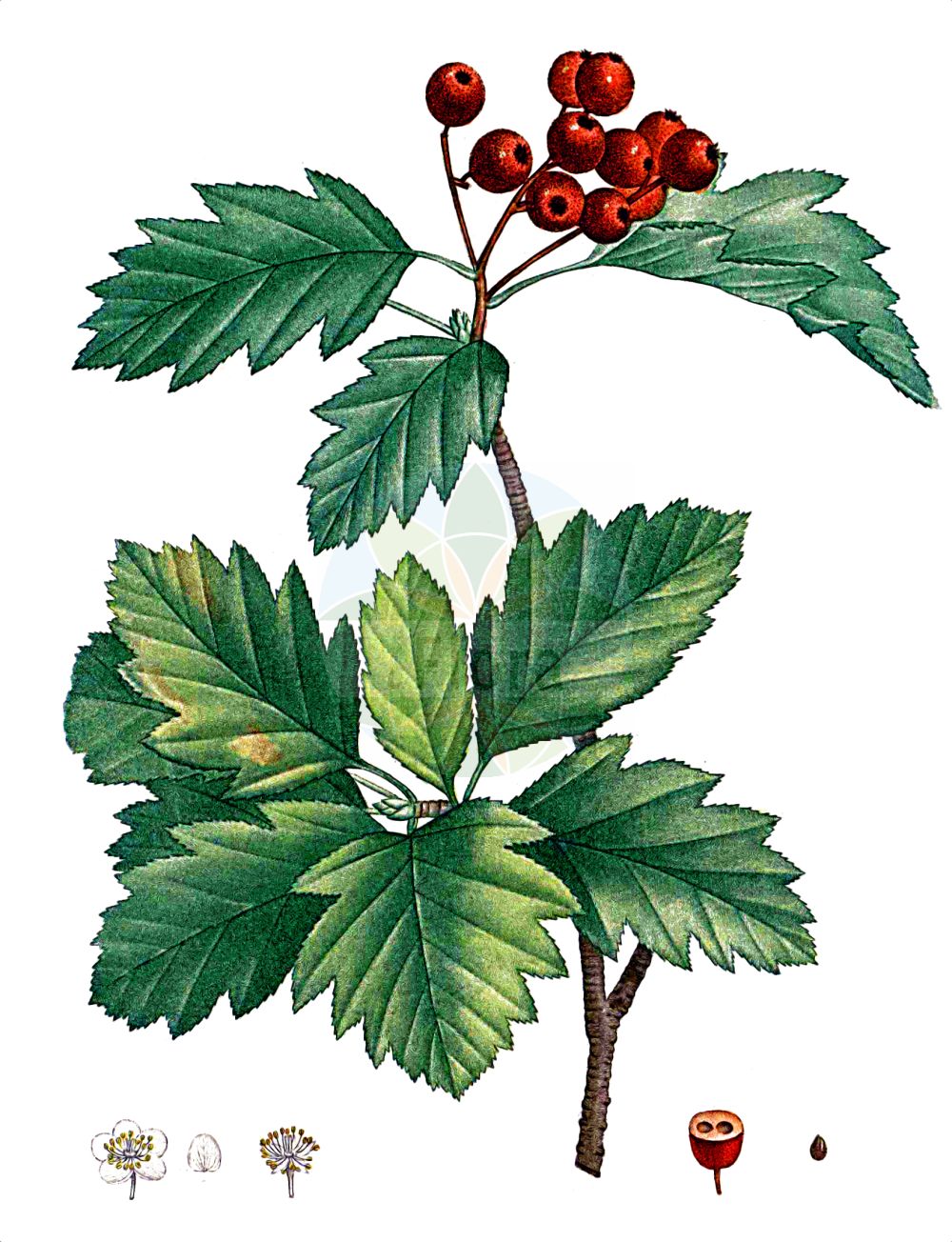 Historische Abbildung von Sorbus torminalis (Elsbeere - Wild Service-tree). Das Bild zeigt Blatt, Bluete, Frucht und Same. ---- Historical Drawing of Sorbus torminalis (Elsbeere - Wild Service-tree). The image is showing leaf, flower, fruit and seed.(Sorbus torminalis,Elsbeere,Wild Service-tree,Aria torminalis,Azarolus torminalis,Crataegus torminalis,Hahnia torminalis,Lazarolus torminalis,Malus torminalis,Mespilus torminalis,Pyrenia torminalis,Pyrus septiloba,Pyrus torminalis,Sorbus glaberrima,Sorbus orientalis,Sorbus perincisa,Sorbus torminalis,Torminalis clusii,Torminalis orientalis,Torminaria clusii,Torminaria torminalis,Torminaria vulgaris,Elsbeere,Elsbeerbaum,Wild Service-tree,Chequer Tree,Checkertree,Lezzory,Sorbus,Vogelbeere,White Beam,Rosaceae,Rosengewächse,Rose family,Blatt,Bluete,Frucht,Same,leaf,flower,fruit,seed,Duhamel du Monceau (1755-1768))