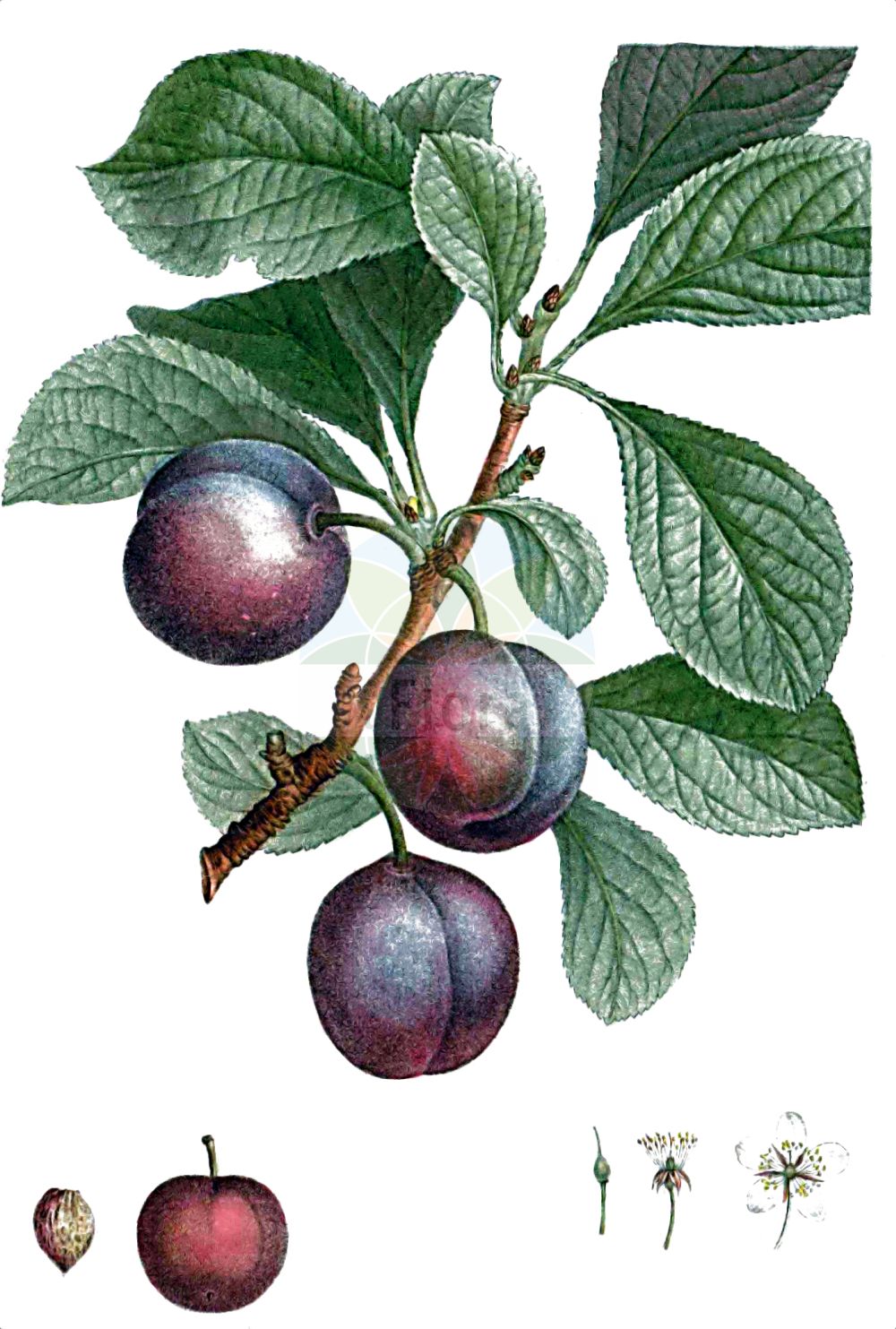 Historische Abbildung von Prunus cerasifera (Kirschpflaume - Cherry Plum). Das Bild zeigt Blatt, Bluete, Frucht und Same. ---- Historical Drawing of Prunus cerasifera (Kirschpflaume - Cherry Plum). The image is showing leaf, flower, fruit and seed.(Prunus cerasifera,Kirschpflaume,Cherry Plum,Padus racemosa,Prunus caspica,Prunus cerasifera,Prunus divaricata,Prunus monticola,Prunus myrobalana,Prunus pissardii,Prunus sogdiana,Kirschpflaume,Myrobalane,Cherry Plum,Myrobalan Plum,Prunus,Kirsche,Plum,Rosaceae,Rosengewächse,Rose family,Blatt,Bluete,Frucht,Same,leaf,flower,fruit,seed,Duhamel du Monceau (1755-1768))