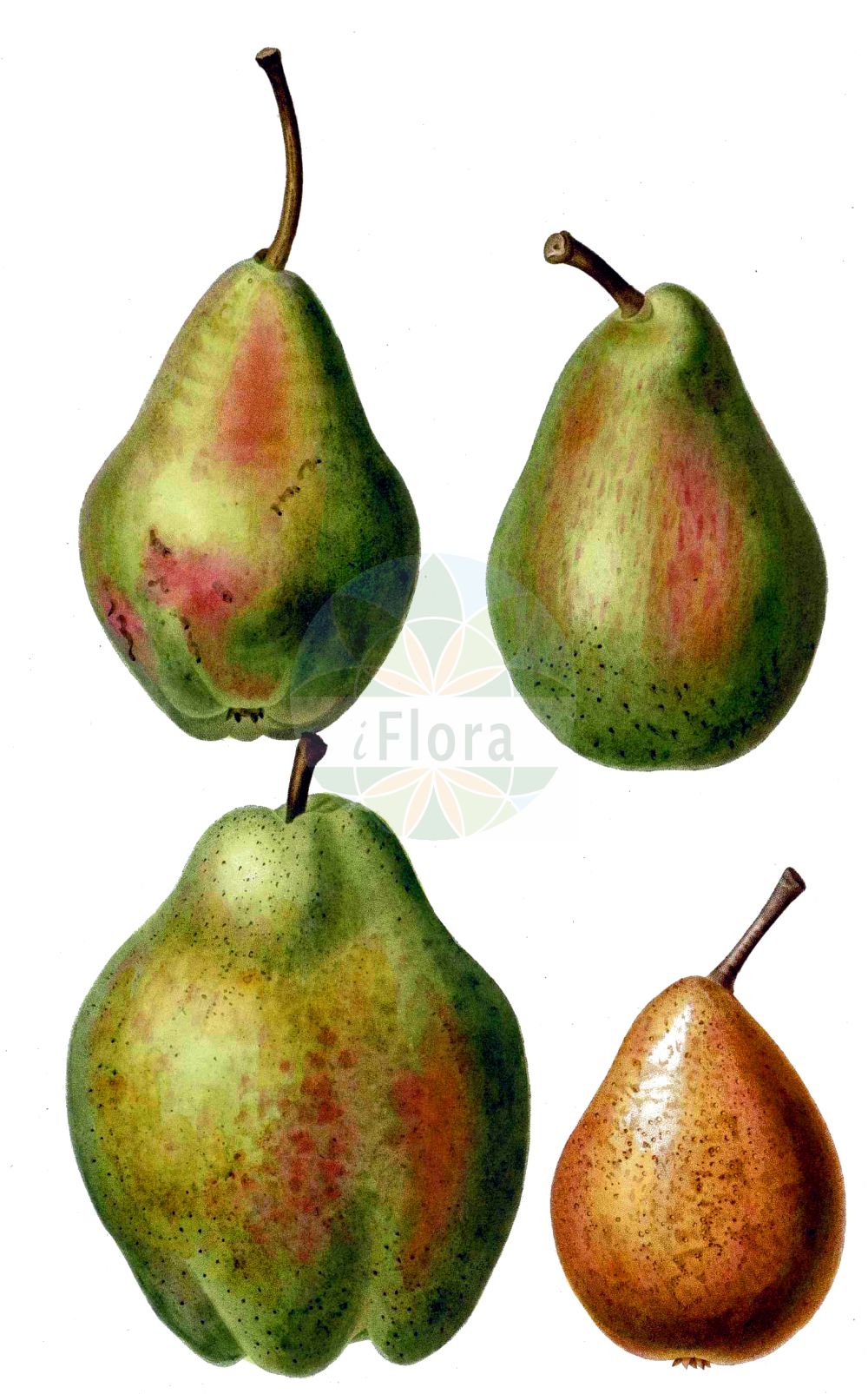 Historische Abbildung von Pyrus communis (Kultur-Birne - Pear). Das Bild zeigt Blatt, Bluete, Frucht und Same. ---- Historical Drawing of Pyrus communis (Kultur-Birne - Pear). The image is showing leaf, flower, fruit and seed.(Pyrus communis,Kultur-Birne,Pear,Crataegus excelsa,Pyrenia pyrus,Pyrus amphigenea,Pyrus balansae,Pyrus communis,Pyrus elata,Pyrus sosnovskyi,Pyrus vsevolodii,Sorbus pyrus,Kultur-Birne,Pear,Wild Pear,Common Pear,Pyrus,Birne,Pear,Rosaceae,Rosengewächse,Rose family,Blatt,Bluete,Frucht,Same,leaf,flower,fruit,seed,Duhamel du Monceau (1755-1768))