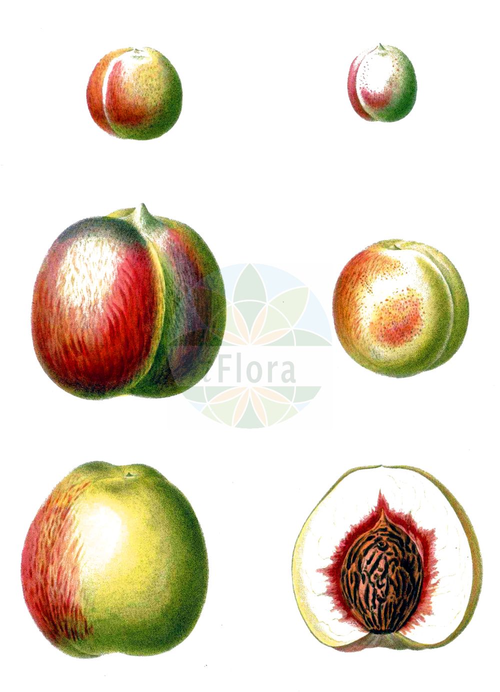 Historische Abbildung von Prunus persica (Kultur-Pfirsich - Peach). Das Bild zeigt Blatt, Bluete, Frucht und Same. ---- Historical Drawing of Prunus persica (Kultur-Pfirsich - Peach). The image is showing leaf, flower, fruit and seed.(Prunus persica,Kultur-Pfirsich,Peach,Amygdalus persica,Persica laevis,Persica nucipersica,Persica vulgaris,Prunus daemonifuga,Prunus persica,Prunus persica subsp. nucipersica,Kultur-Pfirsich,Pfirsich,Peach,Prunus,Kirsche,Plum,Rosaceae,Rosengewächse,Rose family,Blatt,Bluete,Frucht,Same,leaf,flower,fruit,seed,Duhamel du Monceau (1755-1768))