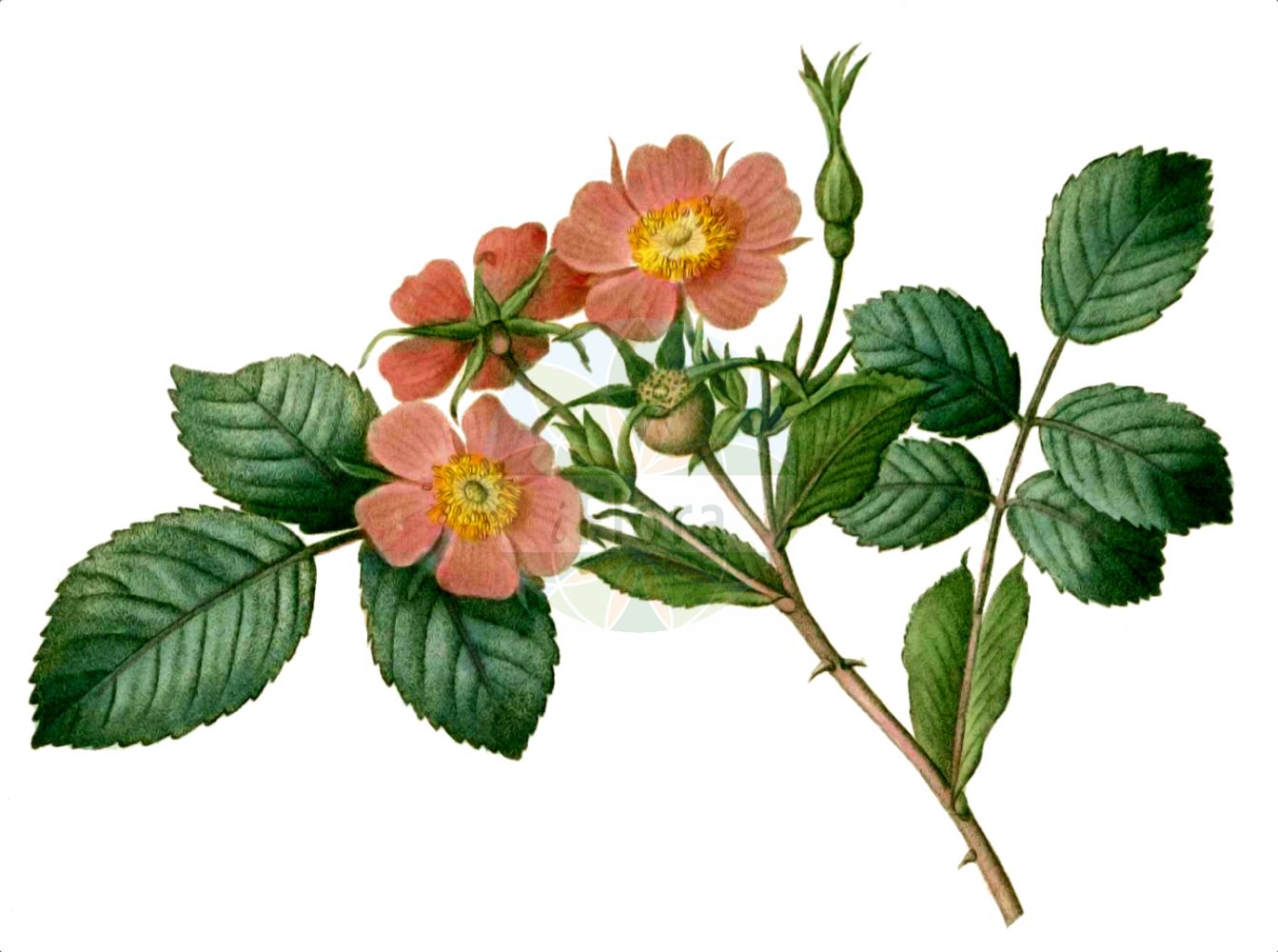 Historische Abbildung von Rosa glauca (Rotblättrige Rose - Red-leaved Rose). Das Bild zeigt Blatt, Bluete, Frucht und Same. ---- Historical Drawing of Rosa glauca (Rotblättrige Rose - Red-leaved Rose). The image is showing leaf, flower, fruit and seed.(Rosa glauca,Rotblättrige Rose,Red-leaved Rose,Rosa glaucescens,Rosa gutensteinensis,Rosa ilseana,Rosa livida,Rosa lurida,Rosa rubicunda,Rosa rubrifolia,Rosa glauca,Rotblaettrige Rose,Bereifte Rose,Hecht-Rose,Rotblatt-Rose,Red-leaved Rose,Glaucous Dog Rose,Glaucous Northern Dog Rose,Whitish-stemmed Briar,Rosa,Rose,Rose,Rosaceae,Rosengewächse,Rose family,Blatt,Bluete,Frucht,Same,leaf,flower,fruit,seed,Duhamel du Monceau (1755-1768))