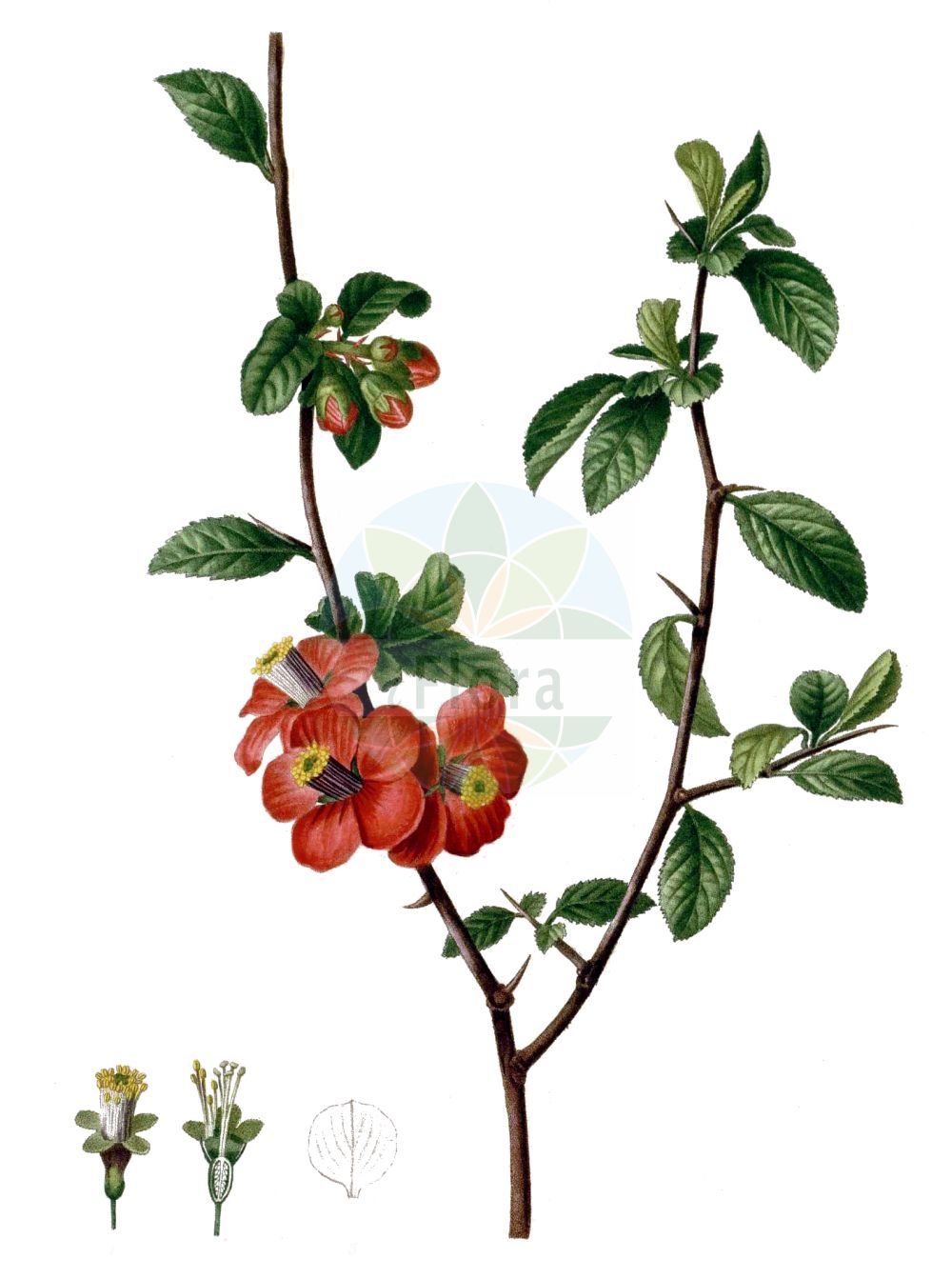 Historische Abbildung von Chaenomeles speciosa (Chinese Quince). Das Bild zeigt Blatt, Bluete, Frucht und Same. ---- Historical Drawing of Chaenomeles speciosa (Chinese Quince). The image is showing leaf, flower, fruit and seed.(Chaenomeles speciosa,Chinese Quince,Chaenomeles cardinalis,Chaenomeles eburnea,Chaenomeles lagenaria,Chaenomeles speciosa,Cydonia lagenaria,Cydonia speciosa,Chaenomeles,Rosaceae,Rosengewächse,Rose family,Blatt,Bluete,Frucht,Same,leaf,flower,fruit,seed,Duhamel du Monceau (1755-1768))