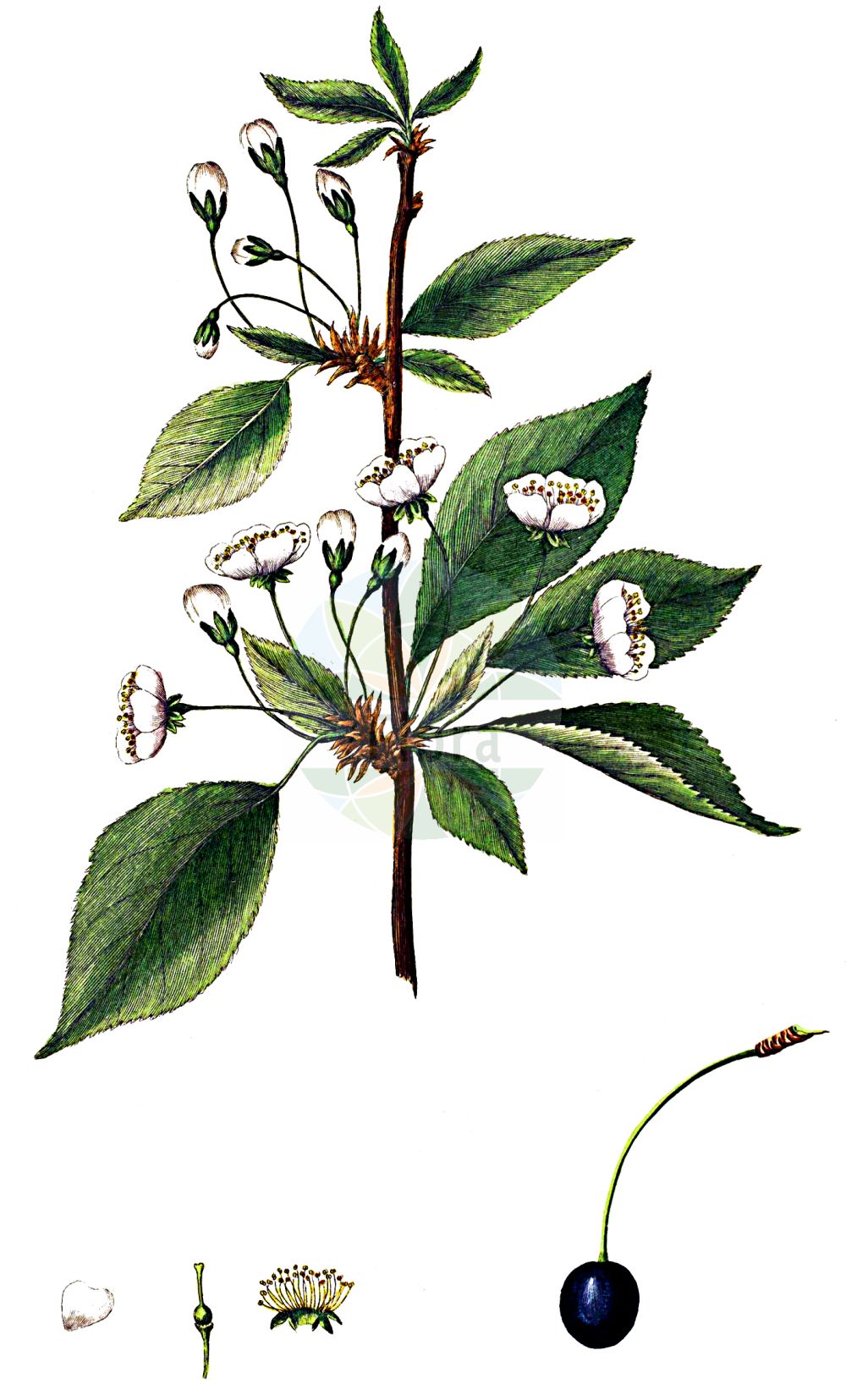 Historische Abbildung von Prunus avium (Vogel-Kirsche - Wild Cherry). Das Bild zeigt Blatt, Bluete, Frucht und Same. ---- Historical Drawing of Prunus avium (Vogel-Kirsche - Wild Cherry). The image is showing leaf, flower, fruit and seed.(Prunus avium,Vogel-Kirsche,Wild Cherry,Cerasus avicularis,Cerasus avium,Cerasus dulcis,Cerasus duracina,Cerasus hortensis,Cerasus juliana,Cerasus nigra,Cerasus nigricans,Cerasus silvestris,Cerasus varia,Druparia avium,Prunus avium,Prunus duracina,Prunus juliana,Prunus nigricans,Prunus varia,Vogel-Kirsche,Wild-Kirsche,Wild Cherry,Cherry,Gean,Mazzard,Sweet Cherry,Prunus,Kirsche,Plum,Rosaceae,Rosengewächse,Rose family,Blatt,Bluete,Frucht,Same,leaf,flower,fruit,seed,Oeder (1761-1883))