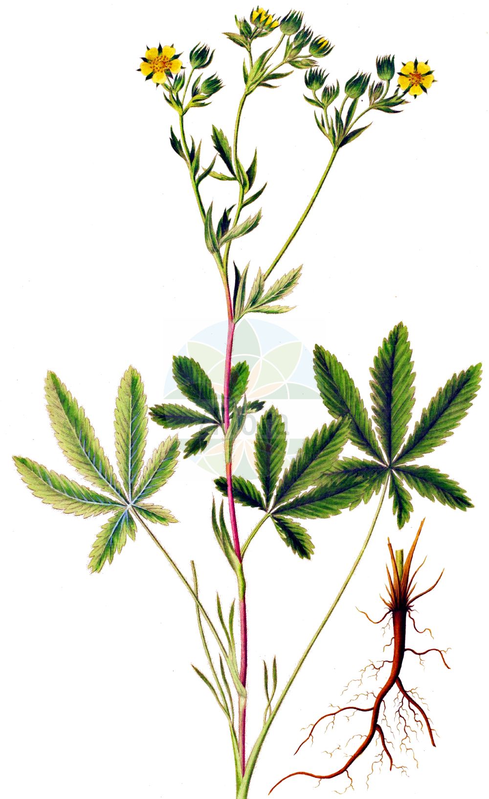 Historische Abbildung von Potentilla recta (Aufrechtes Fingerkraut - Sulphur Cinquefoil). Das Bild zeigt Blatt, Bluete, Frucht und Same. ---- Historical Drawing of Potentilla recta (Aufrechtes Fingerkraut - Sulphur Cinquefoil). The image is showing leaf, flower, fruit and seed.(Potentilla recta,Aufrechtes Fingerkraut,Sulphur Cinquefoil,Fragaria recta,Hypargyrium rectum,Pentaphyllum rectum,Potentilla fallacina,Potentilla pseudopallida,Potentilla recta,Aufrechtes Fingerkraut,Sulphur Cinquefoil,Erect Cinquefoil,Sulfur Cinquefoil,Creeping Cinquefoil,Tall Cinquefoil,Potentilla,Fingerkraut,Cinquefoil,Rosaceae,Rosengewächse,Rose family,Blatt,Bluete,Frucht,Same,leaf,flower,fruit,seed,Oeder (1761-1883))