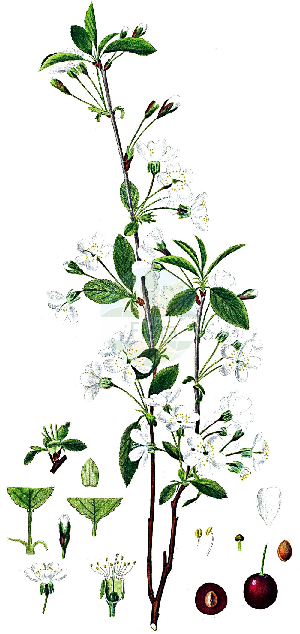 Historische Abbildung von Prunus cerasus (Sauer-Kirsche - Dwarf Cherry). Das Bild zeigt Blatt, Bluete, Frucht und Same. ---- Historical Drawing of Prunus cerasus (Sauer-Kirsche - Dwarf Cherry). The image is showing leaf, flower, fruit and seed.(Prunus cerasus,Sauer-Kirsche,Dwarf Cherry,Cerasus acida,Cerasus austera,Cerasus collina,Cerasus vulgaris,Prunus acida,Prunus caproniana,Prunus cerasus,Prunus cerasus subsp. acida,Sauer-Kirsche,Baum-Sauer-Kirsche,Strauch-Weichsel,Weichsel,Dwarf Cherry,Amarello Cherry,Sour Cherry,Tart Cherry,Prunus,Kirsche,Plum,Rosaceae,Rosengewächse,Rose family,Blatt,Bluete,Frucht,Same,leaf,flower,fruit,seed,Oeder (1761-1883))