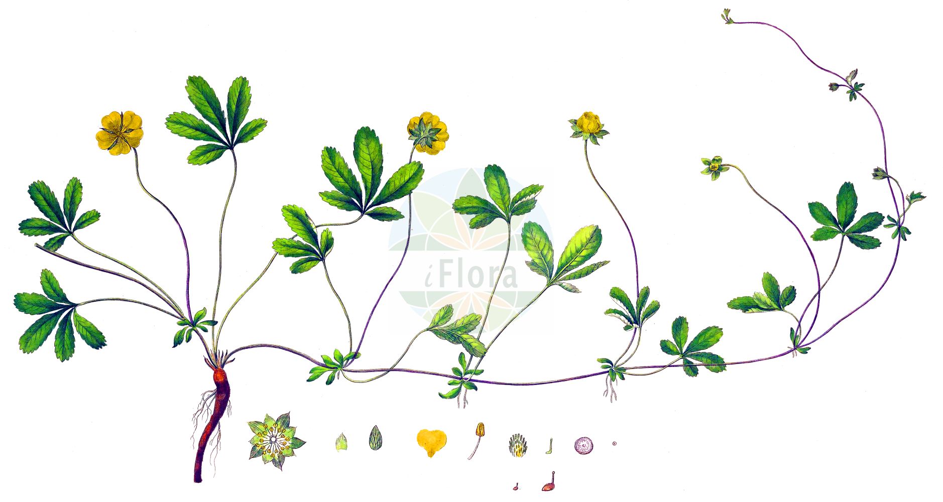Historische Abbildung von Potentilla reptans (Kriechendes Fingerkraut - Creeping Cinquefoil). Das Bild zeigt Blatt, Bluete, Frucht und Same. ---- Historical Drawing of Potentilla reptans (Kriechendes Fingerkraut - Creeping Cinquefoil). The image is showing leaf, flower, fruit and seed.(Potentilla reptans,Kriechendes Fingerkraut,Creeping Cinquefoil,Dasiphora reptans,Dynamidium reptans,Fragaria pentaphylla,Fragaria reptans,Potentilla abyssinica,Potentilla anomala,Potentilla cacerensis,Potentilla lanata,Potentilla microphylla,Potentilla pinnatifida,Potentilla repens,Potentilla reptans,Potentilla sessilis,Potentilla subpedata,Tormentilla reptans,Kriechendes Fingerkraut,Kriech-Fingerkraut,Creeping Cinquefoil,Potentilla,Fingerkraut,Cinquefoil,Rosaceae,Rosengewächse,Rose family,Blatt,Bluete,Frucht,Same,leaf,flower,fruit,seed,Curtis (1777-1798))