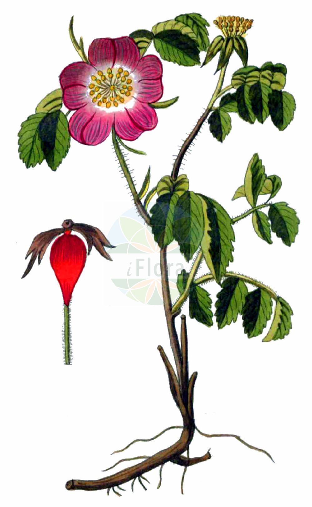 Historische Abbildung von Rosa gallica (Essig-Rose - Red Rose). Das Bild zeigt Blatt, Bluete, Frucht und Same. ---- Historical Drawing of Rosa gallica (Essig-Rose - Red Rose). The image is showing leaf, flower, fruit and seed.(Rosa gallica,Essig-Rose,Red Rose,Rosa arvina,Rosa assimilis,Rosa atropurpurea,Rosa austriaca,Rosa belgica,Rosa chrshanovskii,Rosa cordata,Rosa cordifolia,Rosa crenatula,Rosa czackiana,Rosa grossheimii,Rosa holosericea,Rosa homoacantha,Rosa humilis,Rosa krynkensis,Rosa livescens,Rosa mirogojana,Rosa oligacantha,Rosa olympica,Rosa parviuscula,Rosa pinnatifida,Rosa pumila,Rosa pygmaea,Rosa racemosa,Rosa ratomsciana,Rosa repens,Rosa rhodanii,Rosa rubra,Rosa ruralis,Rosa schistosa,Rosa subpygmaea,Rosa sylvatica,Rosa talijevii,Rosa tauriae,Rosa ucrainica,Rosa umbrosa,Rosa velutinaeflora,Rosa virescens,Rosa gallica,Essig-Rose,Red Rose,French Rose,Provence Rose,Red Rose Of Lancaster,Rosa,Rose,Rose,Rosaceae,Rosengewächse,Rose family,Blatt,Bluete,Frucht,Same,leaf,flower,fruit,seed,Gesellschaft Kraeuterkenner (1778-1794))