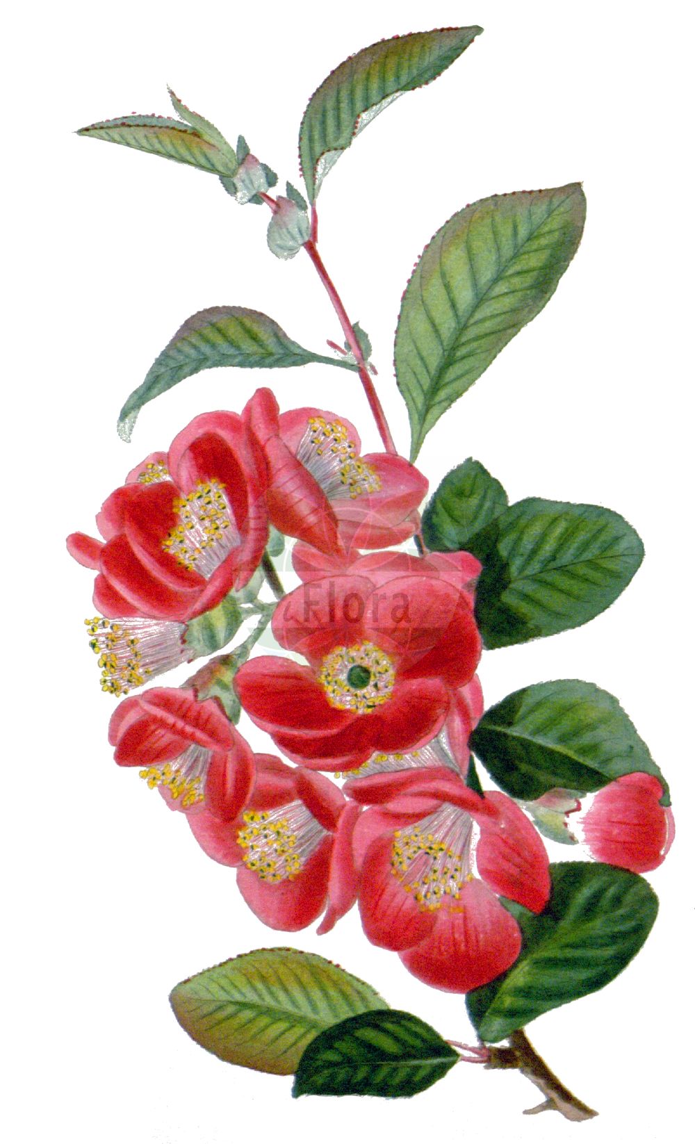 Historische Abbildung von Chaenomeles speciosa (Chinese Quince). Das Bild zeigt Blatt, Bluete, Frucht und Same. ---- Historical Drawing of Chaenomeles speciosa (Chinese Quince). The image is showing leaf, flower, fruit and seed.(Chaenomeles speciosa,Chinese Quince,Chaenomeles cardinalis,Chaenomeles eburnea,Chaenomeles lagenaria,Chaenomeles speciosa,Cydonia lagenaria,Cydonia speciosa,Chaenomeles,Rosaceae,Rosengewächse,Rose family,Blatt,Bluete,Frucht,Same,leaf,flower,fruit,seed)
