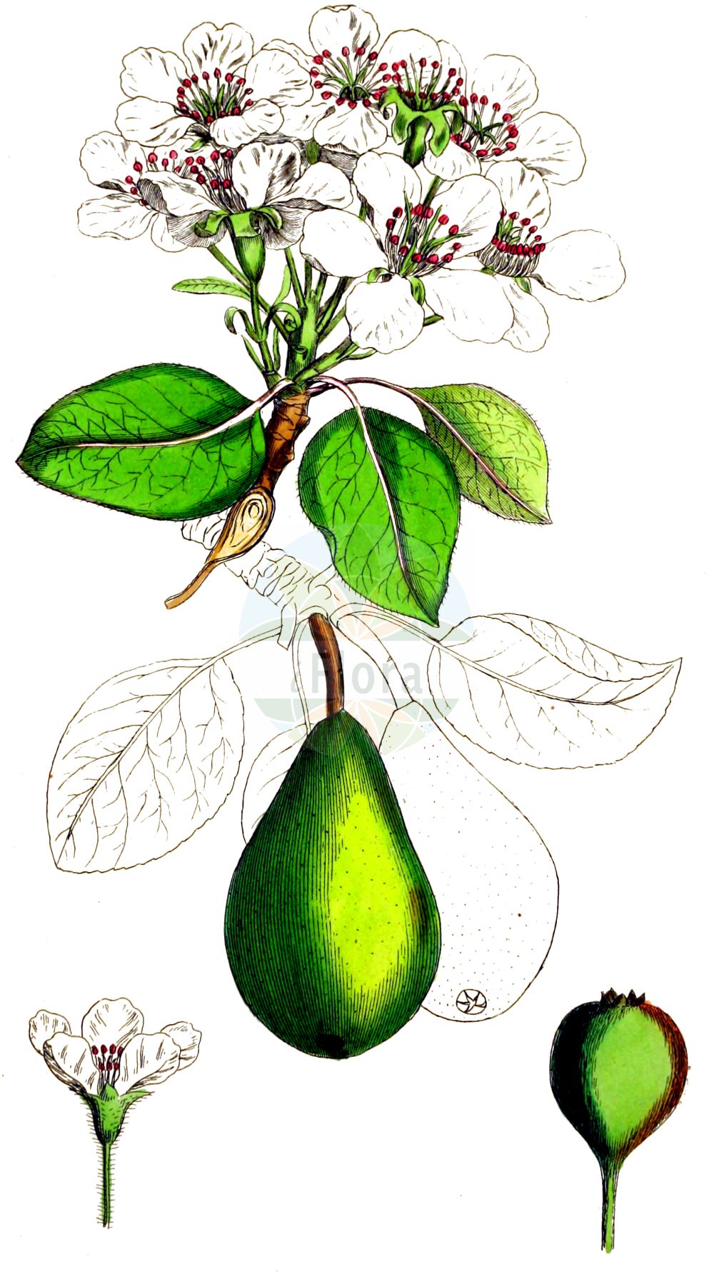 Historische Abbildung von Pyrus communis (Kultur-Birne - Pear). Das Bild zeigt Blatt, Bluete, Frucht und Same. ---- Historical Drawing of Pyrus communis (Kultur-Birne - Pear). The image is showing leaf, flower, fruit and seed.(Pyrus communis,Kultur-Birne,Pear,Crataegus excelsa,Pyrenia pyrus,Pyrus amphigenea,Pyrus balansae,Pyrus communis,Pyrus elata,Pyrus sosnovskyi,Pyrus vsevolodii,Sorbus pyrus,Kultur-Birne,Pear,Wild Pear,Common Pear,Pyrus,Birne,Pear,Rosaceae,Rosengewächse,Rose family,Blatt,Bluete,Frucht,Same,leaf,flower,fruit,seed,Sowerby (1790-1813))