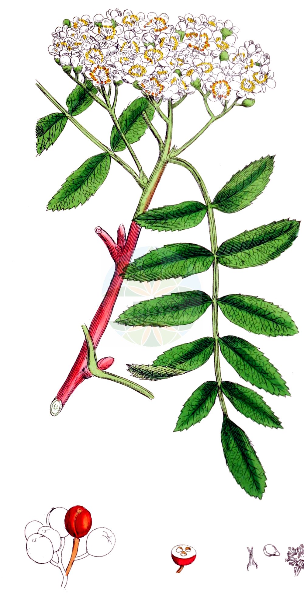 Historische Abbildung von Sorbus aucuparia (Vogelbeere - Rowan). Das Bild zeigt Blatt, Bluete, Frucht und Same. ---- Historical Drawing of Sorbus aucuparia (Vogelbeere - Rowan). The image is showing leaf, flower, fruit and seed.(Sorbus aucuparia,Vogelbeere,Rowan,Crataegus aucuparia,Mespilus aucuparia,Pyrenia aucuparia,Pyrus aucuparia,Pyrus pohuashanensis,Sorbus adscharica,Sorbus amurensis,Sorbus aucuparia,Sorbus bachmarensis,Sorbus boissieri,Sorbus gorodkovii,Sorbus pohuashanensis,Vogelbeere,Gebirgs-Eberesche,Gebirgs-Vogelbeere,Gewoehnliche Vogelbeere,Vogelbeerbaum,Rowan,Common Mountain Ash,Common Rowan,European Mountain Ash,Mountain Ash,Quickbeam,Witchwood,Sorbus,Vogelbeere,White Beam,Rosaceae,Rosengewächse,Rose family,Blatt,Bluete,Frucht,Same,leaf,flower,fruit,seed,Sowerby (1790-1813))