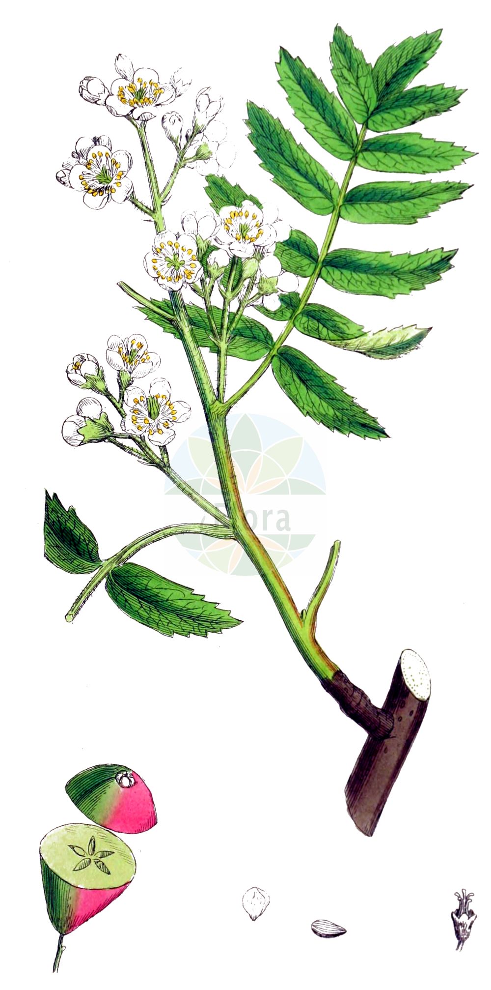 Historische Abbildung von Sorbus domestica (Speierling - Service-tree). Das Bild zeigt Blatt, Bluete, Frucht und Same. ---- Historical Drawing of Sorbus domestica (Speierling - Service-tree). The image is showing leaf, flower, fruit and seed.(Sorbus domestica,Speierling,Service-tree,Cormus domestica,Crataegus austera,Malus sorbus,Mespilus domestica,Prunus sorbus,Pyrenia sorbus,Pyrus domestica,Pyrus sorbus,Sorbus domestica,Sorbus syrmiensis,Speierling,Sperberbaum,Service-tree,Ceque,Sorb,Sorbus,Vogelbeere,White Beam,Rosaceae,Rosengewächse,Rose family,Blatt,Bluete,Frucht,Same,leaf,flower,fruit,seed,Sowerby (1790-1813))