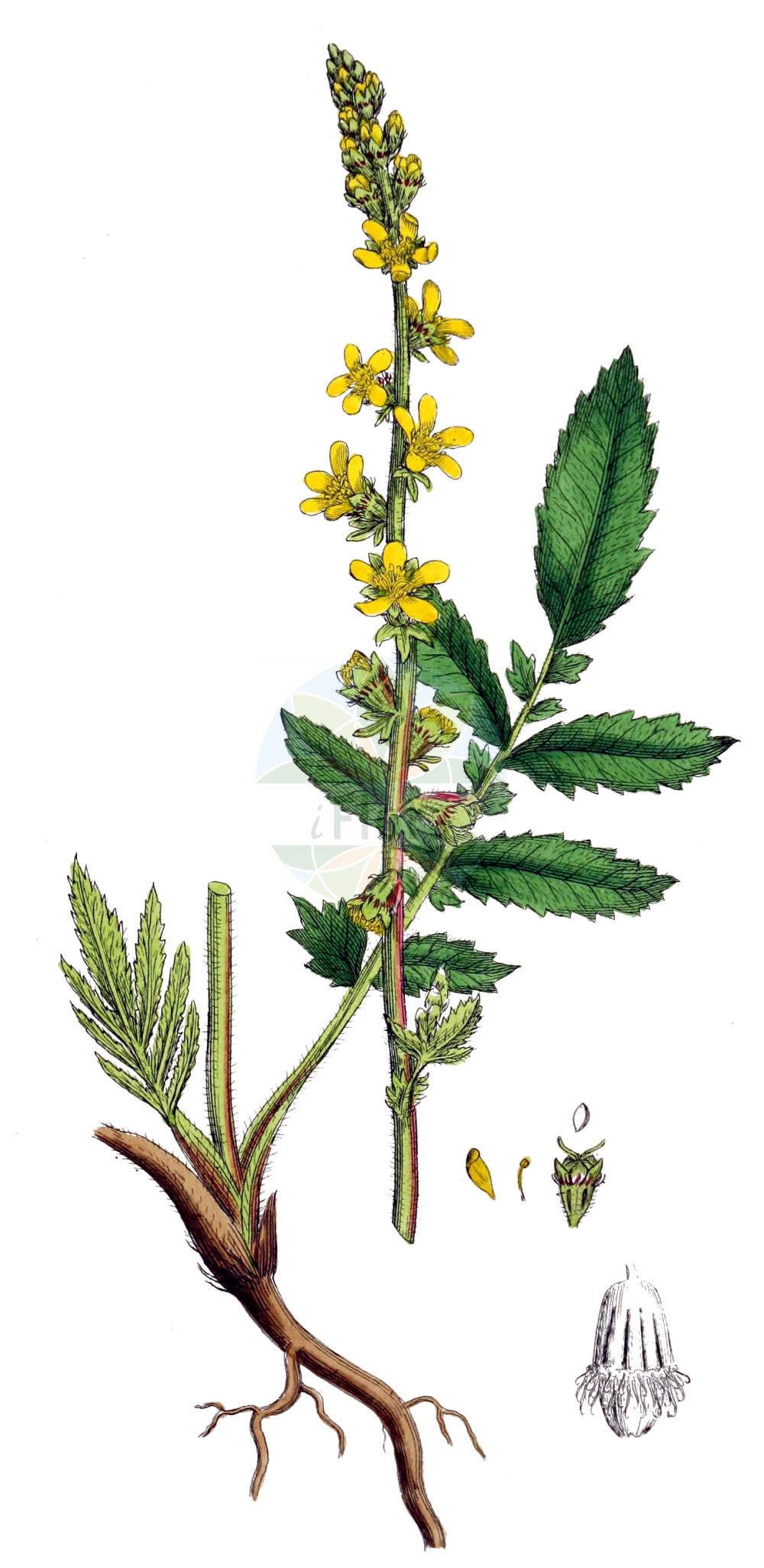 Historische Abbildung von Agrimonia eupatoria (Kleiner Odermennig - Agrimony). Das Bild zeigt Blatt, Bluete, Frucht und Same. ---- Historical Drawing of Agrimonia eupatoria (Kleiner Odermennig - Agrimony). The image is showing leaf, flower, fruit and seed.(Agrimonia eupatoria,Kleiner Odermennig,Agrimony,Agrimonia eupatoria,Kleiner Odermennig,Echter Odermennig,Agrimony,Churchsteeples,Icelandic Poppy,Common Agrimony,Liverwort,Agrimonia,Odermennig,Agrimony,Rosaceae,Rosengewächse,Rose family,Blatt,Bluete,Frucht,Same,leaf,flower,fruit,seed,Sowerby (1790-1813))