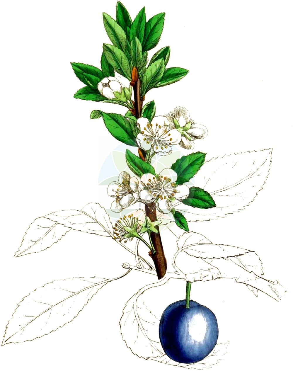 Historische Abbildung von Prunus domestica (Gewöhnliche Pflaume - Wild Plum). Das Bild zeigt Blatt, Bluete, Frucht und Same. ---- Historical Drawing of Prunus domestica (Gewöhnliche Pflaume - Wild Plum). The image is showing leaf, flower, fruit and seed.(Prunus domestica,Gewöhnliche Pflaume,Wild Plum,Prunus communis,Prunus domestica,Prunus domestica subsp. prisca,Gewoehnliche Pflaume,findekeinenNamen,Hafer-Pflaume,Zwetsche,Zwetschge,Zwetschke,Wild Plum,European Plum,Garden Plum,Plum,Prunus,Kirsche,Plum,Rosaceae,Rosengewächse,Rose family,Blatt,Bluete,Frucht,Same,leaf,flower,fruit,seed,Sowerby (1790-1813))