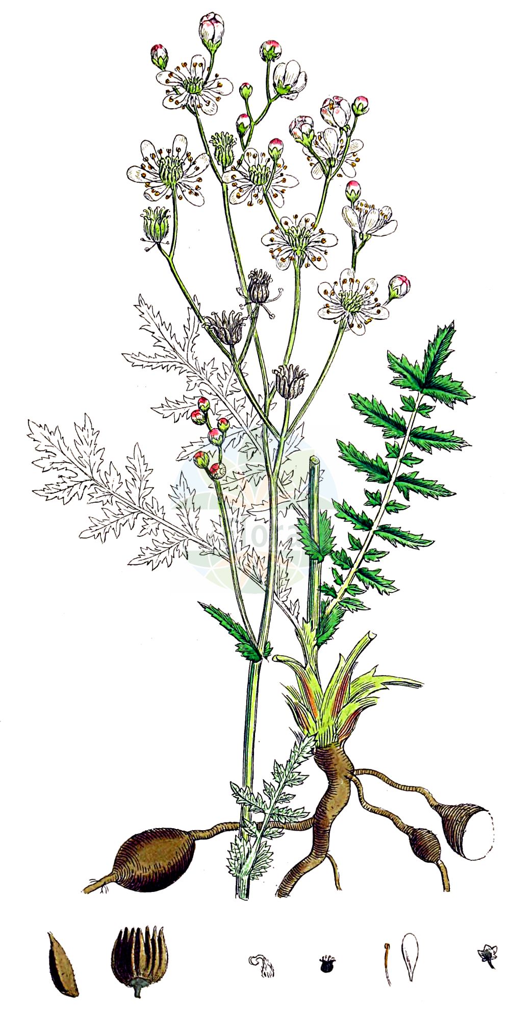 Historische Abbildung von Filipendula vulgaris (Kleines Mädesüß - Dropwort). Das Bild zeigt Blatt, Bluete, Frucht und Same. ---- Historical Drawing of Filipendula vulgaris (Kleines Mädesüß - Dropwort). The image is showing leaf, flower, fruit and seed.(Filipendula vulgaris,Kleines Mädesüß,Dropwort,Filipendula hexapetala,Filipendula pubescens,Filipendula vulgaris,Spiraea filipendula,Spiraea gigantea,Spiraea noeana,Spiraea pubescens,Spiraea tuberosa,Spiraea vulgaris,Ulmaria filipendula,Kleines Maedesuess,Knollen-Maedesuess,Knollige Spierstaude,Dropwort,Meadowsweet,Filipendula,Mädesüß,Queen,Rosaceae,Rosengewächse,Rose family,Blatt,Bluete,Frucht,Same,leaf,flower,fruit,seed,Sowerby (1790-1813))