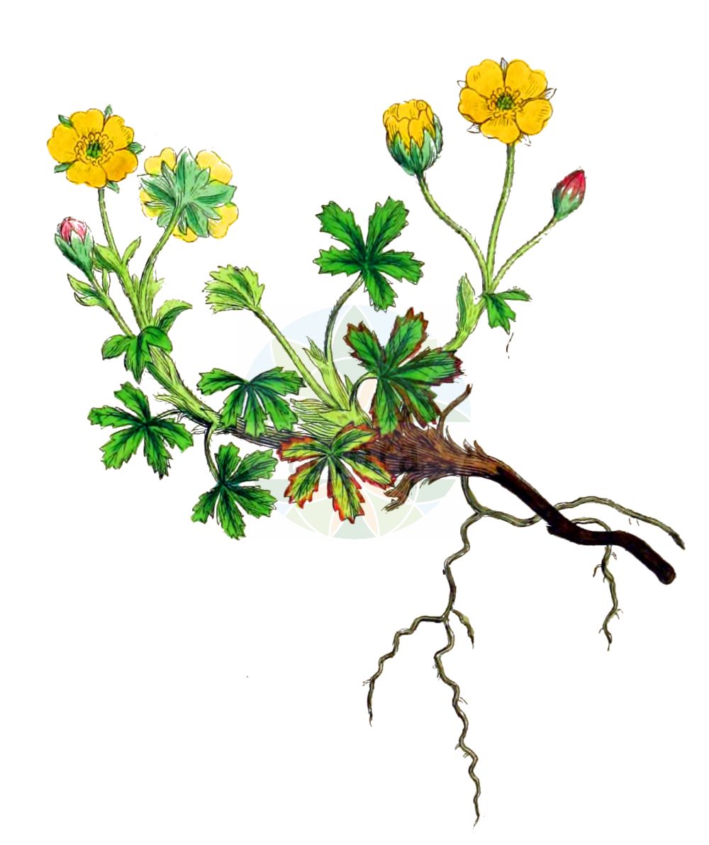 Historische Abbildung von Potentilla grandiflora (Grossblütiges Fingerkraut). Das Bild zeigt Blatt, Bluete, Frucht und Same. ---- Historical Drawing of Potentilla grandiflora (Grossblütiges Fingerkraut). The image is showing leaf, flower, fruit and seed.(Potentilla grandiflora,Grossblütiges Fingerkraut,Fragaria grandiflora,Potentilla gallica,Potentilla grandiflora,Potentilla pedemontana,Potentilla subnitens,Potentilla verna,Grossbluetiges Fingerkraut,Potentilla,Fingerkraut,Cinquefoil,Rosaceae,Rosengewächse,Rose family,Blatt,Bluete,Frucht,Same,leaf,flower,fruit,seed,Sowerby (1790-1813))