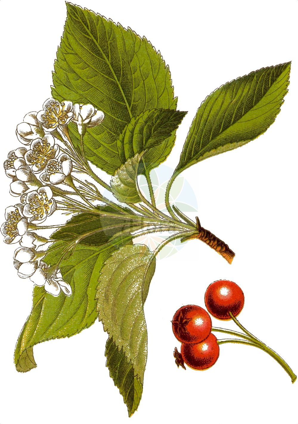 Historische Abbildung von Sorbus aria (Gewöhnliche Mehlbeere - Common Whitebeam). Das Bild zeigt Blatt, Bluete, Frucht und Same. ---- Historical Drawing of Sorbus aria (Gewöhnliche Mehlbeere - Common Whitebeam). The image is showing leaf, flower, fruit and seed.(Sorbus aria,Gewöhnliche Mehlbeere,Common Whitebeam,Azarolus aria,Crataegus aria,Hahnia aria,Lazarolus aria,Malus aria,Pyrenia aria,Pyrus aria,Sorbus aria,Gewoehnliche Mehlbeere,Echte Mehlbeere,Common Whitebeam,Rowan,Moutain Ash,Sorbus,Vogelbeere,White Beam,Rosaceae,Rosengewächse,Rose family,Blatt,Bluete,Frucht,Same,leaf,flower,fruit,seed,Sturm (1796f))