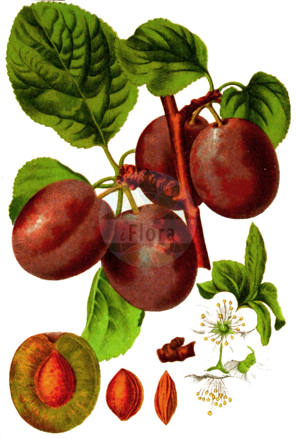 Historische Abbildung von Prunus domestica (Gewöhnliche Pflaume - Wild Plum). Das Bild zeigt Blatt, Bluete, Frucht und Same. ---- Historical Drawing of Prunus domestica (Gewöhnliche Pflaume - Wild Plum). The image is showing leaf, flower, fruit and seed.(Prunus domestica,Gewöhnliche Pflaume,Wild Plum,Prunus communis,Prunus domestica,Prunus domestica subsp. prisca,Gewoehnliche Pflaume,findekeinenNamen,Hafer-Pflaume,Zwetsche,Zwetschge,Zwetschke,Wild Plum,European Plum,Garden Plum,Plum,Prunus,Kirsche,Plum,Rosaceae,Rosengewächse,Rose family,Blatt,Bluete,Frucht,Same,leaf,flower,fruit,seed,Sturm (1796f))