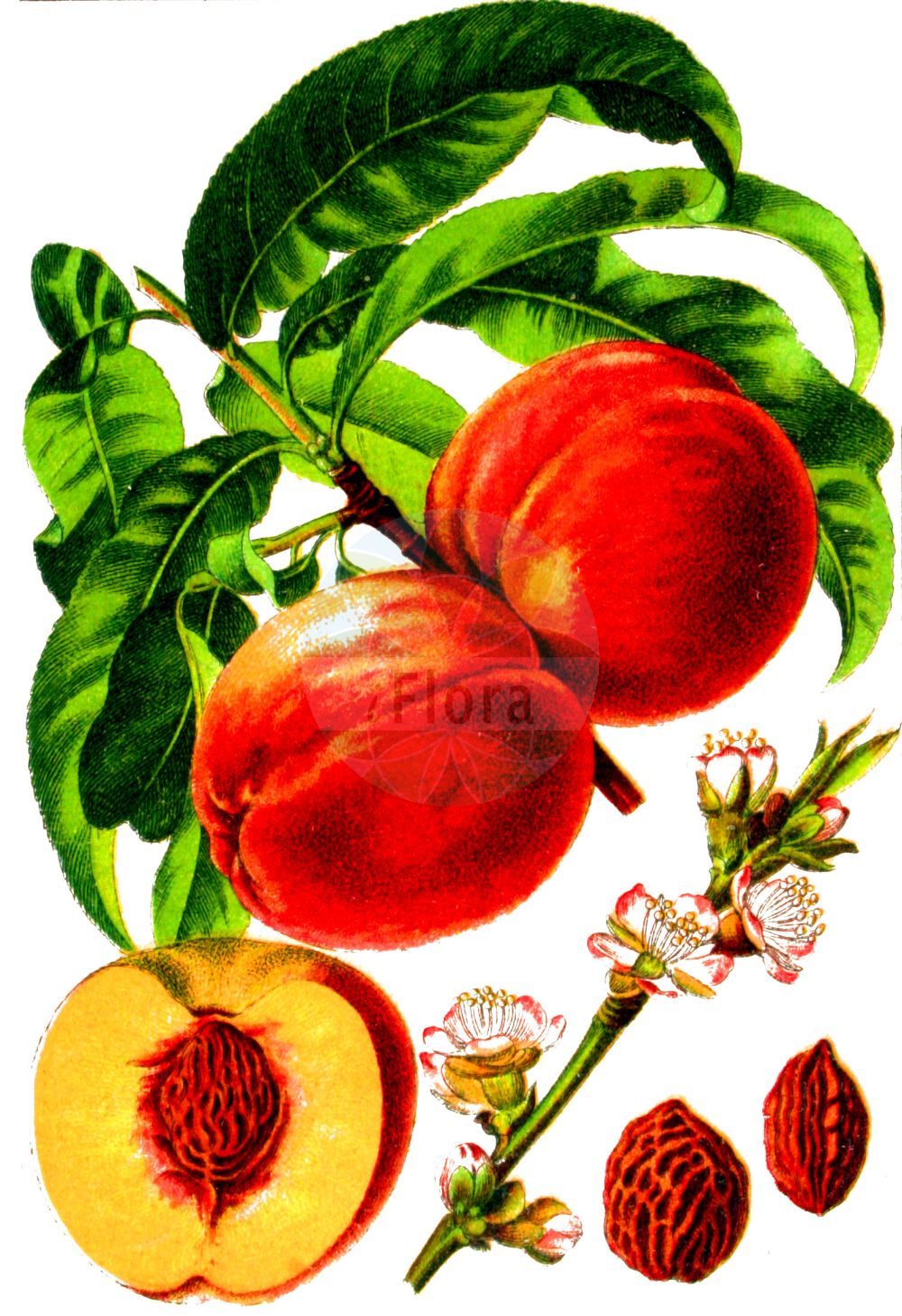 Historische Abbildung von Prunus persica (Kultur-Pfirsich - Peach). Das Bild zeigt Blatt, Bluete, Frucht und Same. ---- Historical Drawing of Prunus persica (Kultur-Pfirsich - Peach). The image is showing leaf, flower, fruit and seed.(Prunus persica,Kultur-Pfirsich,Peach,Amygdalus persica,Persica laevis,Persica nucipersica,Persica vulgaris,Prunus daemonifuga,Prunus persica,Prunus persica subsp. nucipersica,Kultur-Pfirsich,Pfirsich,Peach,Prunus,Kirsche,Plum,Rosaceae,Rosengewächse,Rose family,Blatt,Bluete,Frucht,Same,leaf,flower,fruit,seed,Sturm (1796f))