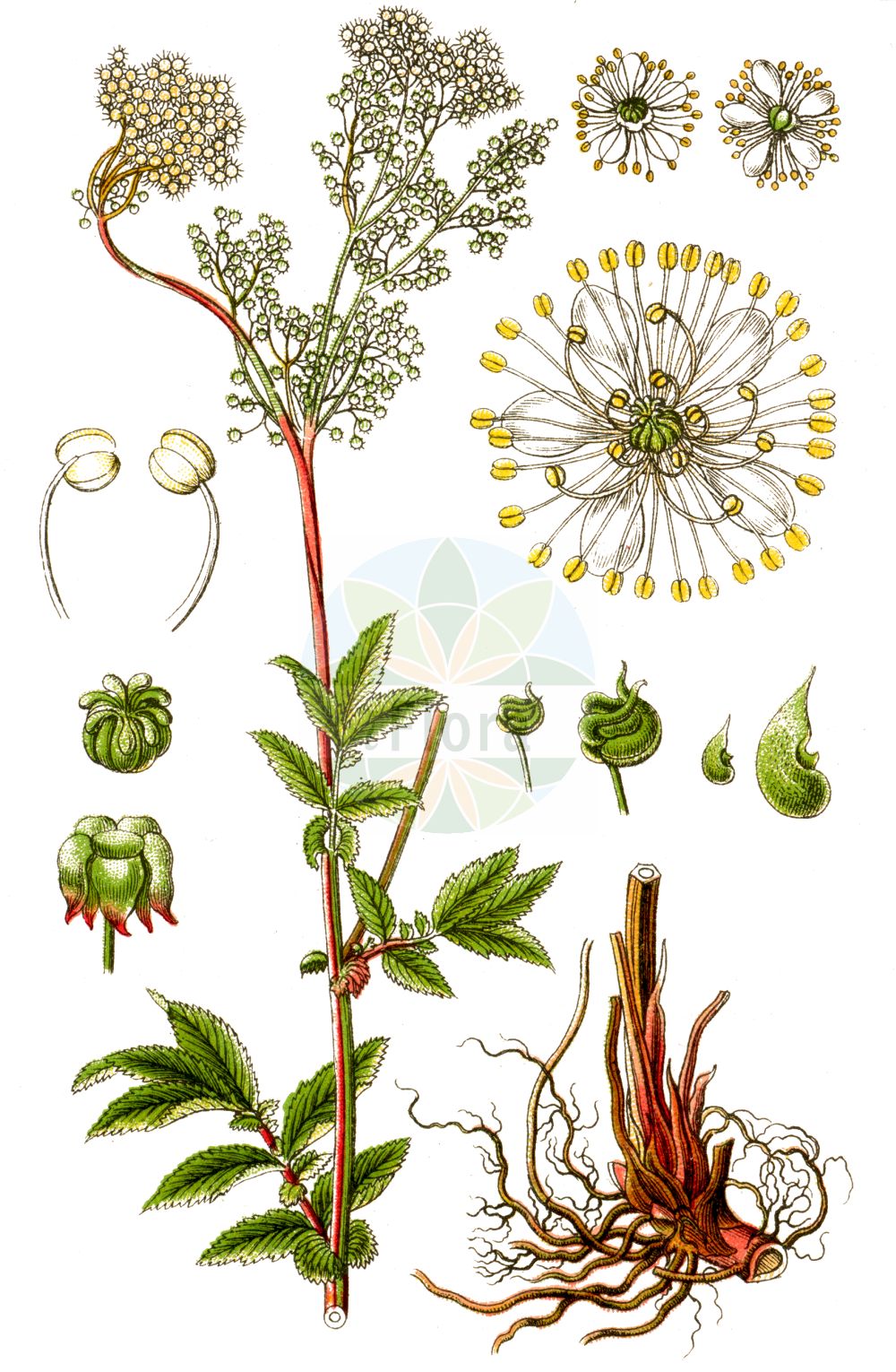 Historische Abbildung von Filipendula ulmaria (Echtes Mädesüß - Meadowsweet). Das Bild zeigt Blatt, Bluete, Frucht und Same. ---- Historical Drawing of Filipendula ulmaria (Echtes Mädesüß - Meadowsweet). The image is showing leaf, flower, fruit and seed.(Filipendula ulmaria,Echtes Mädesüß,Meadowsweet,Filipendula ulmaria,Spiraea ulmaria,Echtes Maedesuess,Meadowsweet,Queen Of The Meadow,Dropwort,Filipendula,Mädesüß,Queen,Rosaceae,Rosengewächse,Rose family,Blatt,Bluete,Frucht,Same,leaf,flower,fruit,seed,Sturm (1796f))