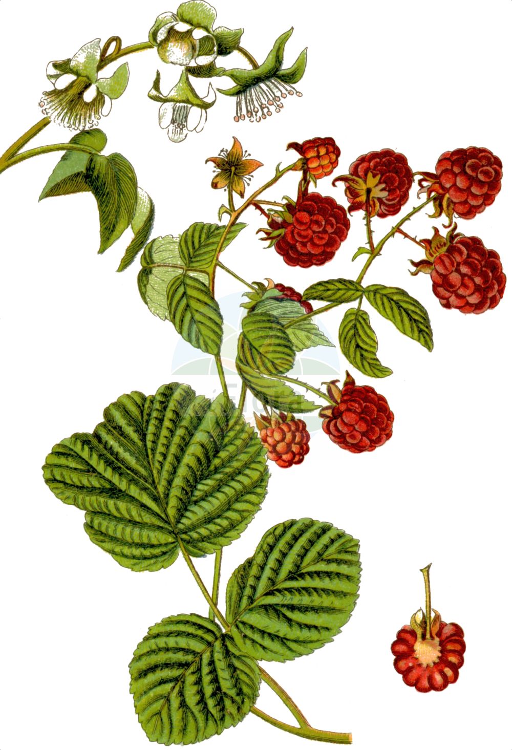 Historische Abbildung von Rubus idaeus (Himbeere - Raspberry). Das Bild zeigt Blatt, Bluete, Frucht und Same. ---- Historical Drawing of Rubus idaeus (Himbeere - Raspberry). The image is showing leaf, flower, fruit and seed.(Rubus idaeus,Himbeere,Raspberry,Batidaea idaea,Rubus fragrans,Rubus frambaesianus,Rubus idaeus,Himbeere,Raspberry,European Red Raspberry,American Red Raspberry,Red Raspberry,Rubus,Brombeere,Raspberry,Rosaceae,Rosengewächse,Rose family,Blatt,Bluete,Frucht,Same,leaf,flower,fruit,seed,Sturm (1796f))