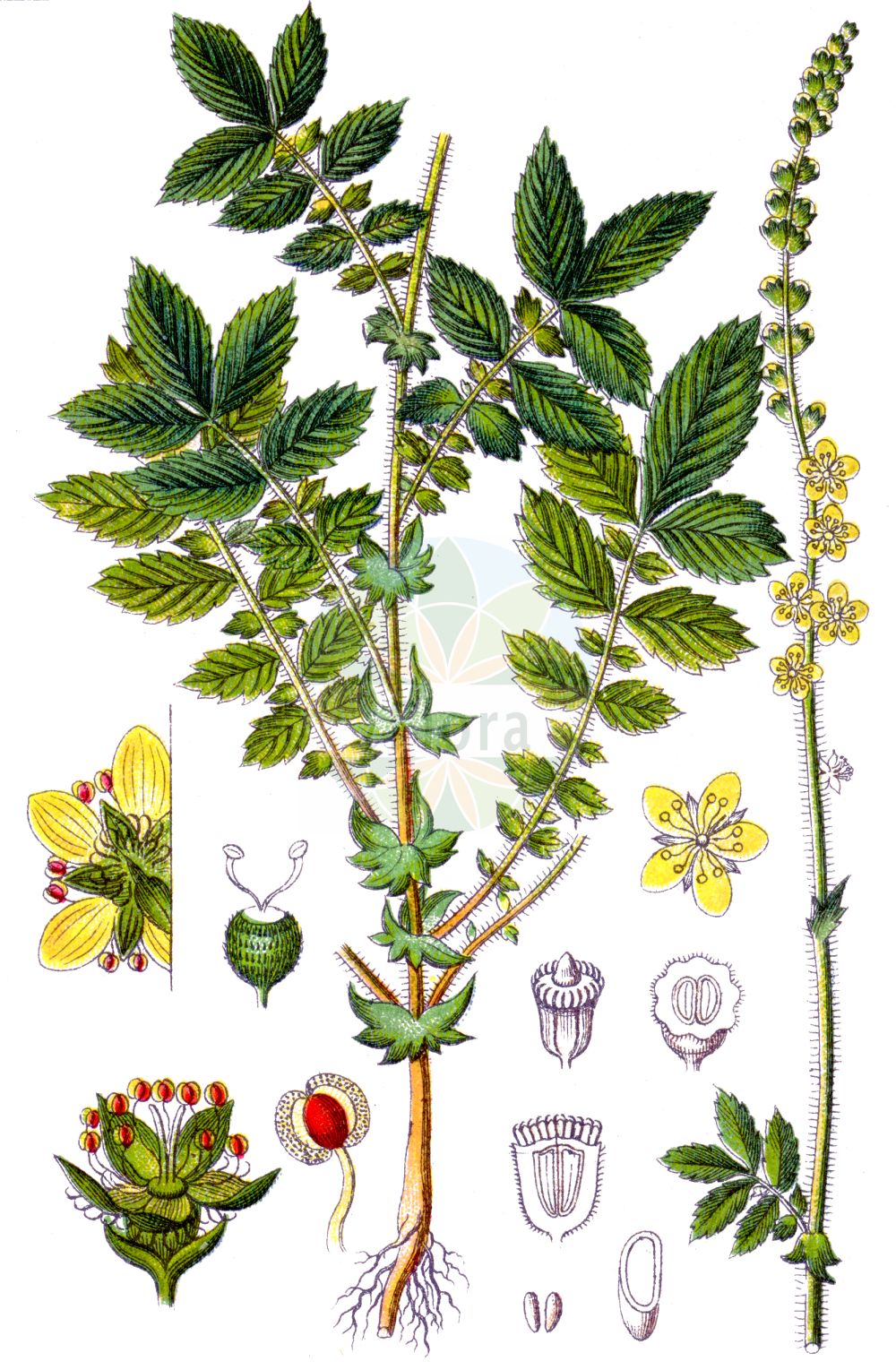 Historische Abbildung von Agrimonia eupatoria (Kleiner Odermennig - Agrimony). Das Bild zeigt Blatt, Bluete, Frucht und Same. ---- Historical Drawing of Agrimonia eupatoria (Kleiner Odermennig - Agrimony). The image is showing leaf, flower, fruit and seed.(Agrimonia eupatoria,Kleiner Odermennig,Agrimony,Agrimonia eupatoria,Kleiner Odermennig,Echter Odermennig,Agrimony,Churchsteeples,Icelandic Poppy,Common Agrimony,Liverwort,Agrimonia,Odermennig,Agrimony,Rosaceae,Rosengewächse,Rose family,Blatt,Bluete,Frucht,Same,leaf,flower,fruit,seed,Sturm (1796f))