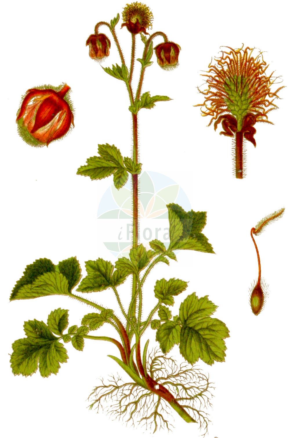 Historische Abbildung von Geum rivale (Bach-Nelkenwurz - Water Avens). Das Bild zeigt Blatt, Bluete, Frucht und Same. ---- Historical Drawing of Geum rivale (Bach-Nelkenwurz - Water Avens). The image is showing leaf, flower, fruit and seed.(Geum rivale,Bach-Nelkenwurz,Water Avens,Anemone dodecaphylla,Bernullia hybrida,Bernullia rivalis,Caryophyllata aquatica,Caryophyllata nutans,Caryophyllata rivalis,Geum hybridum,Geum nutans,Geum pallidum,Geum rivale,Geum rivale subsp. islandicum,Bach-Nelkenwurz,Water Avens,Indian Chocolate,Purple Avens,Geum,Nelkenwurz,Avens,Rosaceae,Rosengewächse,Rose family,Blatt,Bluete,Frucht,Same,leaf,flower,fruit,seed,Sturm (1796f))