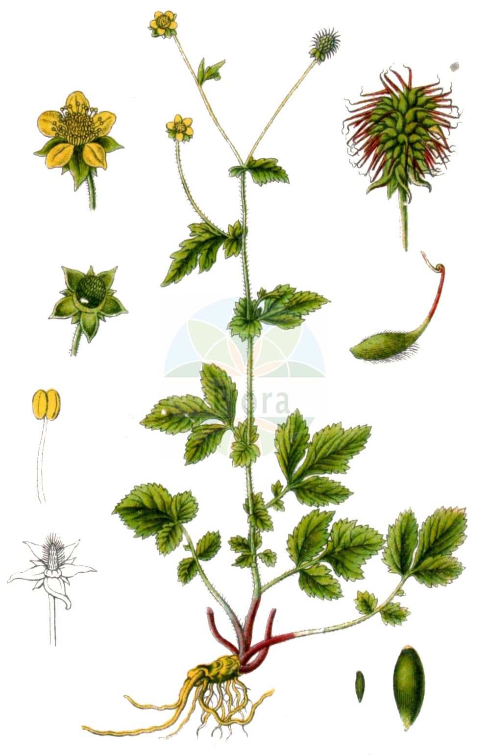 Historische Abbildung von Geum urbanum (Gewöhnliche Nelkenwurz - Wood Avens). Das Bild zeigt Blatt, Bluete, Frucht und Same. ---- Historical Drawing of Geum urbanum (Gewöhnliche Nelkenwurz - Wood Avens). The image is showing leaf, flower, fruit and seed.(Geum urbanum,Gewöhnliche Nelkenwurz,Wood Avens,Caryophyllata officinalis,Caryophyllata urbana,Caryophyllata vulgaris,Geum caryophyllatum,Geum hederifolium,Geum hirtum,Geum hyrcanum,Geum ibericum,Geum klattianum,Geum robustum,Geum roylei,Geum rubifolium,Geum sordidum,Geum urbanum,Geum vidalii,Streptilon odoratum,Gewoehnliche Nelkenwurz,Stadt-Nelkenwurz,Wood Avens,Herb Bennet,Geum,Nelkenwurz,Avens,Rosaceae,Rosengewächse,Rose family,Blatt,Bluete,Frucht,Same,leaf,flower,fruit,seed,Sturm (1796f))