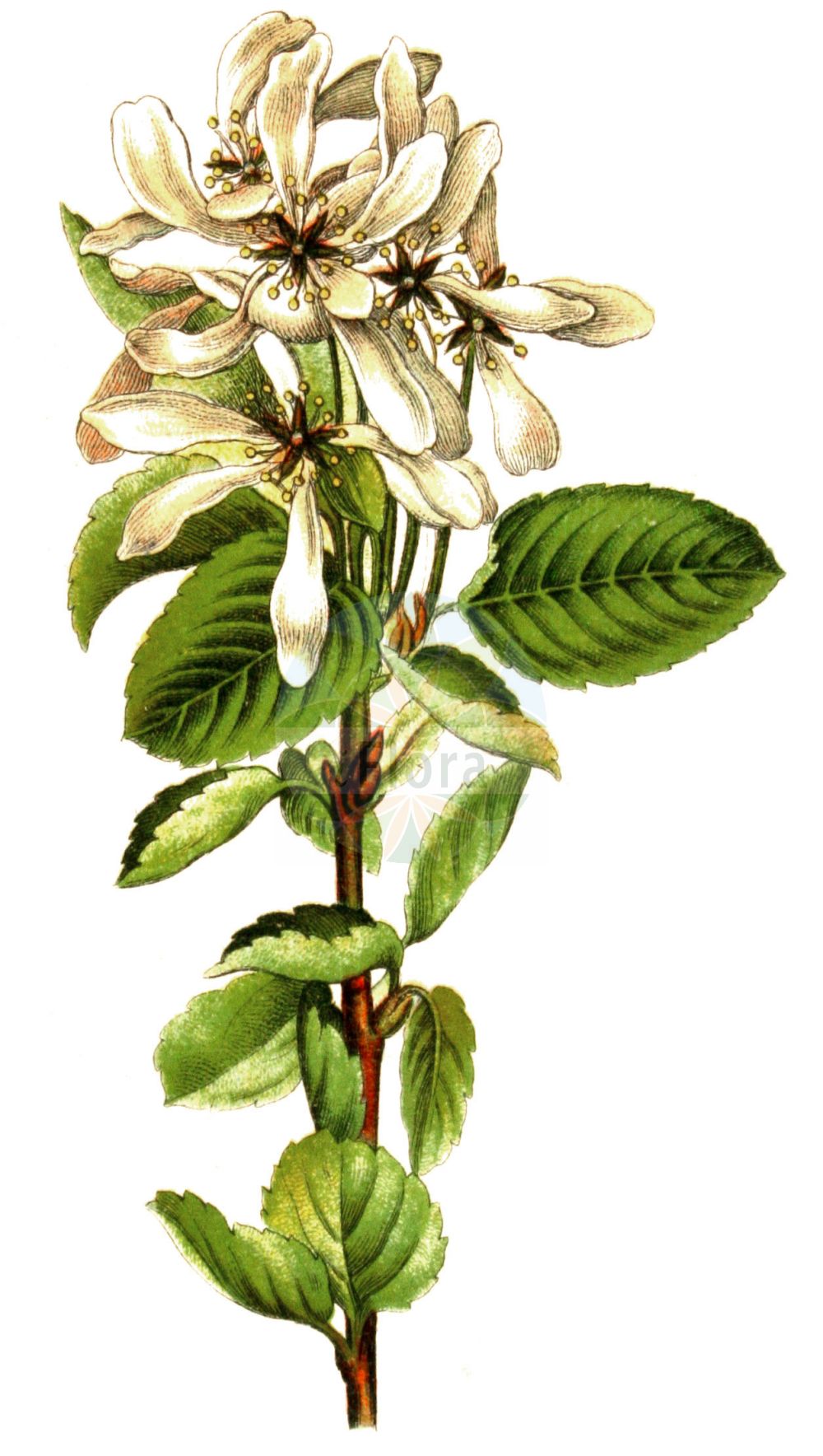 Historische Abbildung von Amelanchier embergeri. Das Bild zeigt Blatt, Bluete, Frucht und Same. ---- Historical Drawing of Amelanchier embergeri. The image is showing leaf, flower, fruit and seed.(Amelanchier embergeri,Amelanchier,Felsenbirne,Serviceberry,Rosaceae,Rosengewächse,Rose family,Blatt,Bluete,Frucht,Same,leaf,flower,fruit,seed,Sturm (1796f))