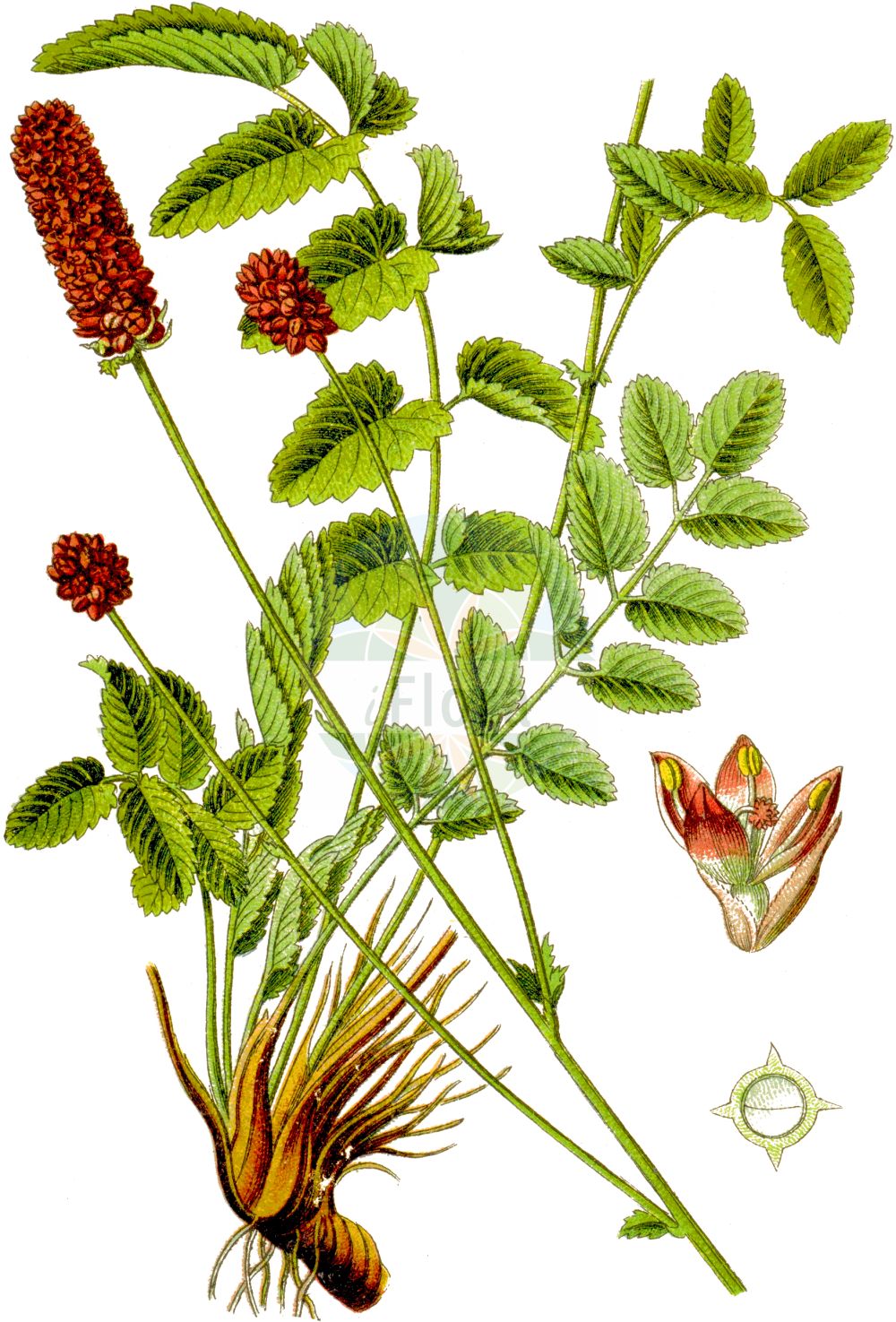 Historische Abbildung von Sanguisorba officinalis (Großer Wiesenknopf - Great Burnet). Das Bild zeigt Blatt, Bluete, Frucht und Same. ---- Historical Drawing of Sanguisorba officinalis (Großer Wiesenknopf - Great Burnet). The image is showing leaf, flower, fruit and seed.(Sanguisorba officinalis,Großer Wiesenknopf,Great Burnet,Pimpinella officinalis,Poterium boreale,Poterium officinale,Sanguisorba altissima,Sanguisorba andersonii,Sanguisorba auriculata,Sanguisorba bracteosa,Sanguisorba carnea,Sanguisorba cordifolia,Sanguisorba cylindrica,Sanguisorba formosana,Sanguisorba glandulosa,Sanguisorba hispanica,Sanguisorba komaroviana,Sanguisorba longifolia,Sanguisorba major,Sanguisorba media,Sanguisorba menziesii,Sanguisorba microcephala,Sanguisorba montana,Sanguisorba nudicaulis,Sanguisorba officinalis,Sanguisorba polygama,Sanguisorba praecox,Sanguisorba rectispica,Sanguisorba rubra,Sanguisorba sabauda,Sanguisorba serotina,Sanguisorba serpentina,Sanguisorba taurica,Grosser Wiesenknopf,Great Burnet,Garden Burnet,Official Burnet,Greater Burnet,Sanguisorba,Wiesenknopf,Burnet,Rosaceae,Rosengewächse,Rose family,Blatt,Bluete,Frucht,Same,leaf,flower,fruit,seed,Sturm (1796f))