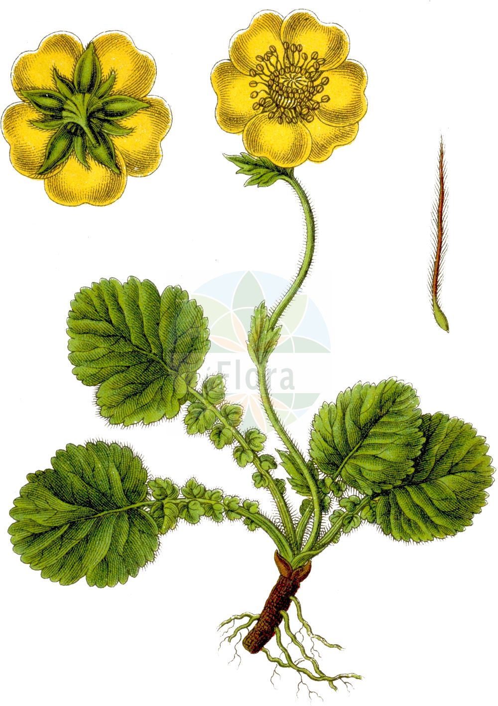 Historische Abbildung von Geum montanum (Berg-Nelkenwurz - Alpine Avens). Das Bild zeigt Blatt, Bluete, Frucht und Same. ---- Historical Drawing of Geum montanum (Berg-Nelkenwurz - Alpine Avens). The image is showing leaf, flower, fruit and seed.(Geum montanum,Berg-Nelkenwurz,Alpine Avens,Bernullia acaulis,Bernullia montana,Caryophyllata montana,Geum alpinum,Geum montanum,Oreogeum montanum,Parageum montanum,Sieversia montana,Berg-Nelkenwurz,Alpen-Petersbart,Alpine Avens,Mountain Avens,Geum,Nelkenwurz,Avens,Rosaceae,Rosengewächse,Rose family,Blatt,Bluete,Frucht,Same,leaf,flower,fruit,seed,Sturm (1796f))
