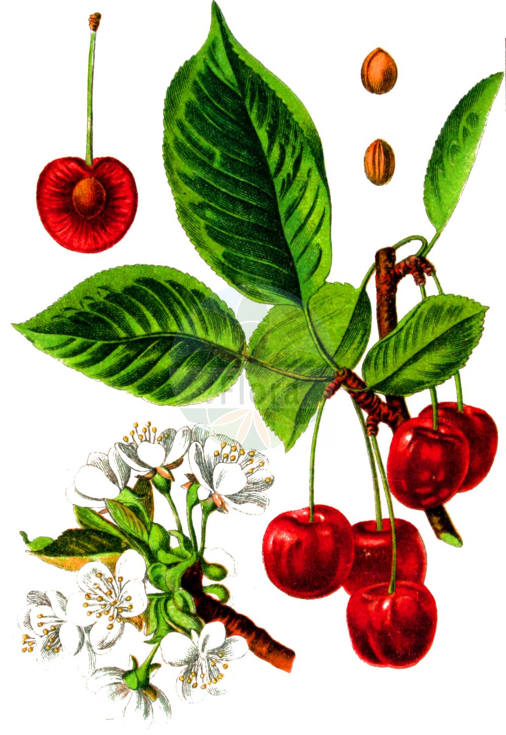 Historische Abbildung von Prunus cerasus (Sauer-Kirsche - Dwarf Cherry). Das Bild zeigt Blatt, Bluete, Frucht und Same. ---- Historical Drawing of Prunus cerasus (Sauer-Kirsche - Dwarf Cherry). The image is showing leaf, flower, fruit and seed.(Prunus cerasus,Sauer-Kirsche,Dwarf Cherry,Cerasus acida,Cerasus austera,Cerasus collina,Cerasus vulgaris,Prunus acida,Prunus caproniana,Prunus cerasus,Prunus cerasus subsp. acida,Sauer-Kirsche,Baum-Sauer-Kirsche,Strauch-Weichsel,Weichsel,Dwarf Cherry,Amarello Cherry,Sour Cherry,Tart Cherry,Prunus,Kirsche,Plum,Rosaceae,Rosengewächse,Rose family,Blatt,Bluete,Frucht,Same,leaf,flower,fruit,seed,Sturm (1796f))