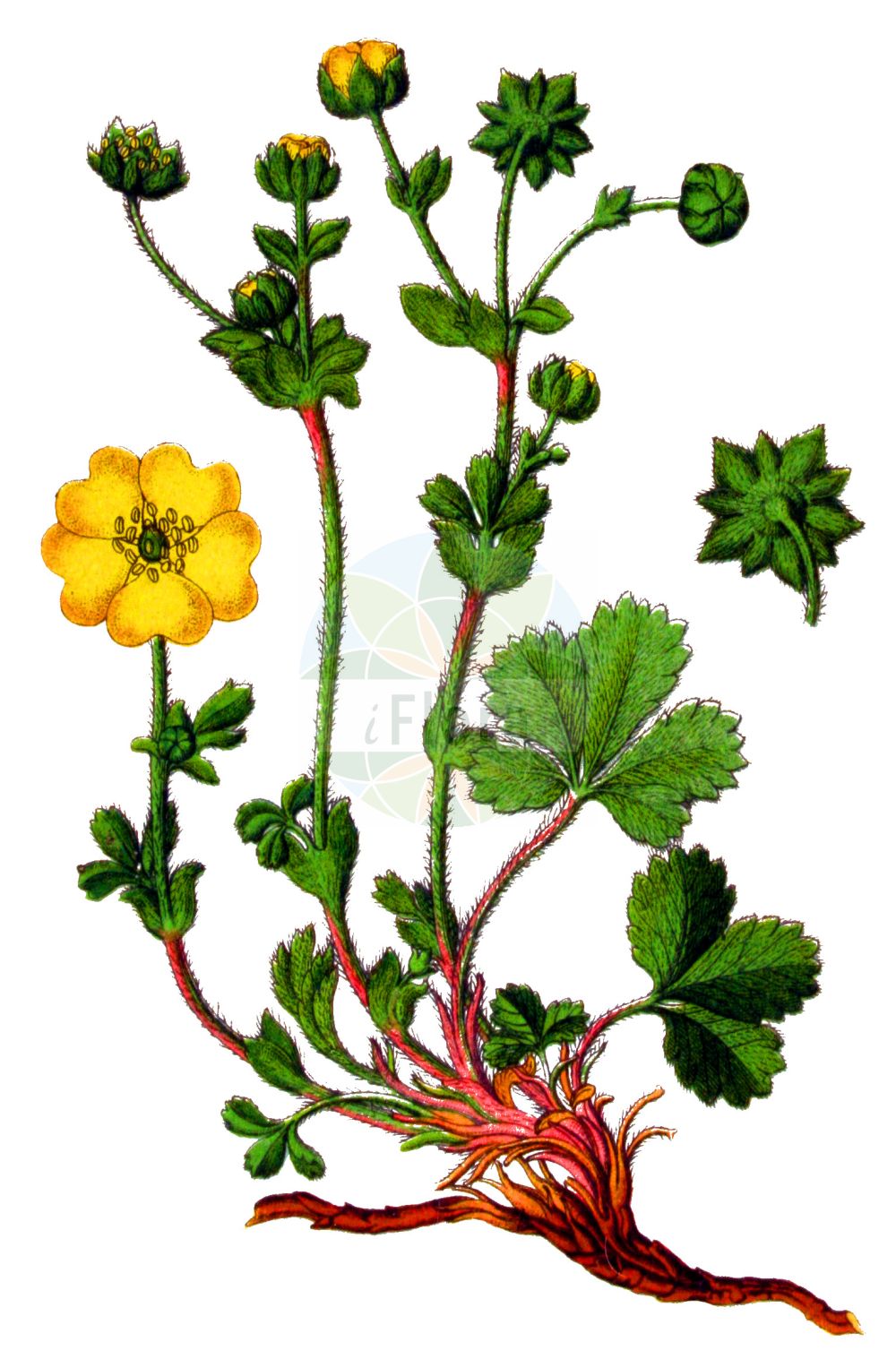 Historische Abbildung von Potentilla incana (Sand-Fingerkraut - Ashy Cinquefoil). Das Bild zeigt Blatt, Bluete, Frucht und Same. ---- Historical Drawing of Potentilla incana (Sand-Fingerkraut - Ashy Cinquefoil). The image is showing leaf, flower, fruit and seed.(Potentilla incana,Sand-Fingerkraut,Ashy Cinquefoil,Potentilla incana,Potentilla maculata,Potentilla stellulata,Potentilla verna subsp. incana,Sand-Fingerkraut,Ashy Cinquefoil,Grey Cinquefoil,Potentilla,Fingerkraut,Cinquefoil,Rosaceae,Rosengewächse,Rose family,Blatt,Bluete,Frucht,Same,leaf,flower,fruit,seed,Sturm (1796f))