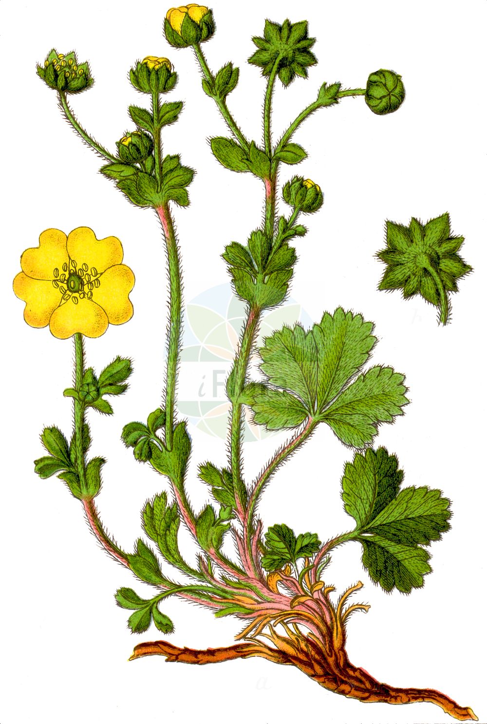 Historische Abbildung von Potentilla cinerea. Das Bild zeigt Blatt, Bluete, Frucht und Same. ---- Historical Drawing of Potentilla cinerea. The image is showing leaf, flower, fruit and seed.(Potentilla cinerea,Dynamidium clementei,Fragaria incana,Fragaria subacaulis,Potentilla arenicola,Potentilla battersbyi,Potentilla cinerea,Potentilla clementei,Potentilla subacaulis,Potentilla vestita,Potentilla velutina,Potentilla,Fingerkraut,Cinquefoil,Rosaceae,Rosengewächse,Rose family,Blatt,Bluete,Frucht,Same,leaf,flower,fruit,seed,Sturm (1796f))