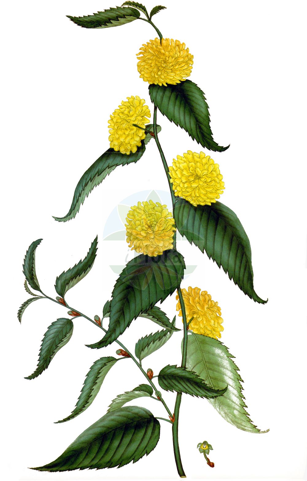 Historische Abbildung von Kerria japonica (Kerria). Das Bild zeigt Blatt, Bluete, Frucht und Same. ---- Historical Drawing of Kerria japonica (Kerria). The image is showing leaf, flower, fruit and seed.(Kerria japonica,Kerria,Corchorus japonicus,Kerria japonica,Rubus japonicus,Spiraea japonica,Kerria,Rosaceae,Rosengewächse,Rose family,Blatt,Bluete,Frucht,Same,leaf,flower,fruit,seed,Andrews (1802-1809))