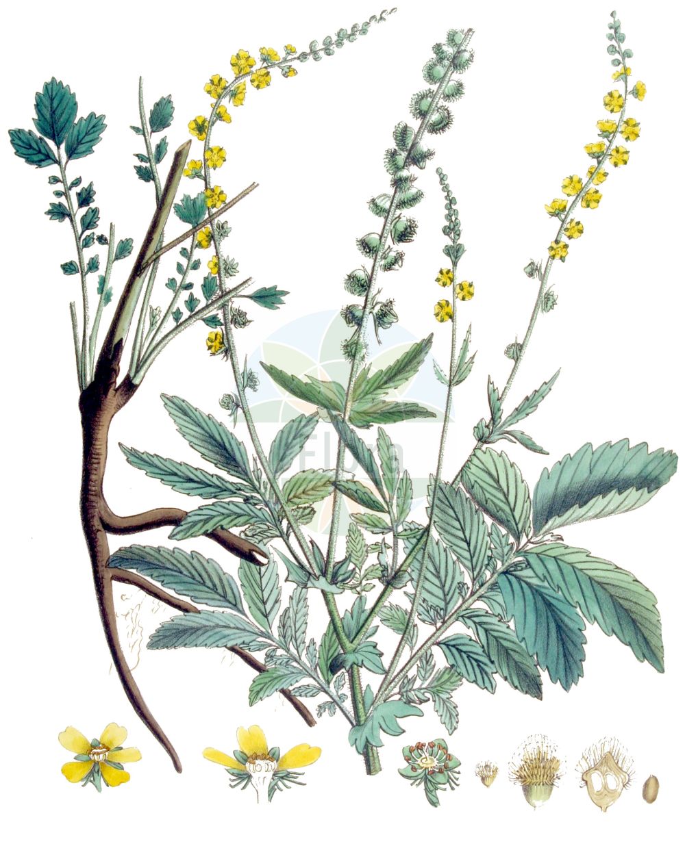 Historische Abbildung von Agrimonia procera (Großer Odermennig - Fragrant Agrimony). Das Bild zeigt Blatt, Bluete, Frucht und Same. ---- Historical Drawing of Agrimonia procera (Großer Odermennig - Fragrant Agrimony). The image is showing leaf, flower, fruit and seed.(Agrimonia procera,Großer Odermennig,Fragrant Agrimony,Agrimonia acutifolia,Agrimonia glandulosa,Agrimonia leroyi,Agrimonia procera,Agrimonia robusta,Agrimonia suaveolens,Grosser Odermennig,Duft-Odermennig,Fragrant Agrimony,Agrimonia,Odermennig,Agrimony,Rosaceae,Rosengewächse,Rose family,Blatt,Bluete,Frucht,Same,leaf,flower,fruit,seed,Kops (1800-1934))
