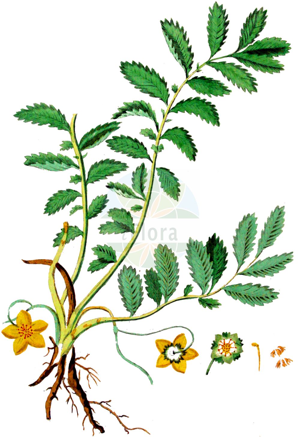 Historische Abbildung von Argentina anserina (Gänse-Fingerkraut - Silverweed). Das Bild zeigt Blatt, Bluete, Frucht und Same. ---- Historical Drawing of Argentina anserina (Gänse-Fingerkraut - Silverweed). The image is showing leaf, flower, fruit and seed.(Argentina anserina,Gänse-Fingerkraut,Silverweed,Argentina anserina,Dactylophyllum anserina,Dasiphora anserina,Fragaria anserina,Potentilla anserina,Tormentilla anserina,Gaense-Fingerkraut,Anserine,Silverweed,Pacific Silverweed,Silverweed Cinquefoil,Argentina,Rosaceae,Rosengewächse,Rose family,Blatt,Bluete,Frucht,Same,leaf,flower,fruit,seed,Kops (1800-1934))