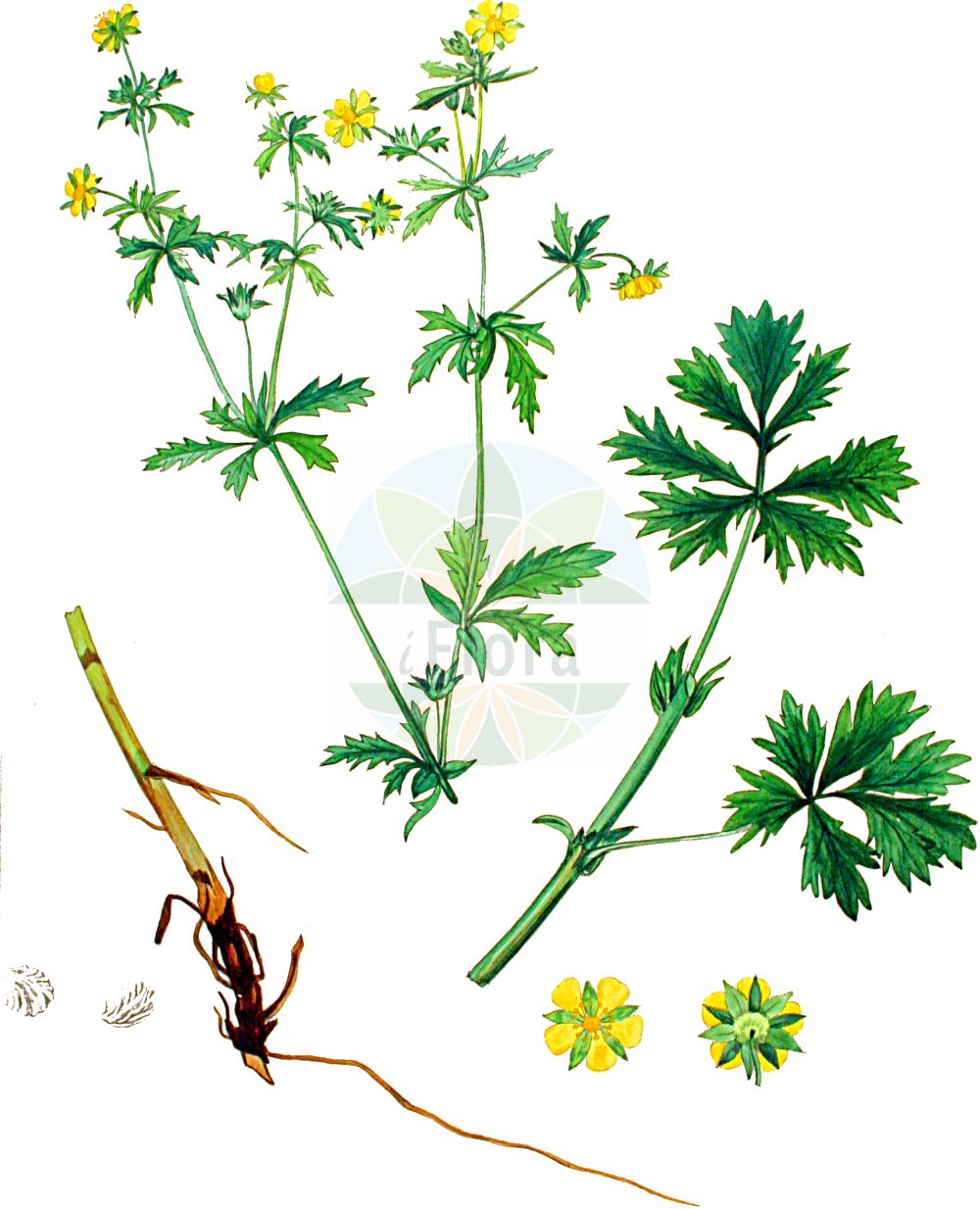 Historische Abbildung von Potentilla inclinata (Graues Fingerkraut - Grey Cinquefoil). Das Bild zeigt Blatt, Bluete, Frucht und Same. ---- Historical Drawing of Potentilla inclinata (Graues Fingerkraut - Grey Cinquefoil). The image is showing leaf, flower, fruit and seed.(Potentilla inclinata,Graues Fingerkraut,Grey Cinquefoil,Hypargyrium subrectum,Potentilla arthuriana,Potentilla assurgens,Potentilla baumgarteniana,Potentilla bohemica,Potentilla canescens,Potentilla curvidens,Potentilla dichtliana,Potentilla fissidens,Potentilla hungarica,Potentilla impolita,Potentilla inclinata,Potentilla loddigesii,Potentilla pletvarensis,Potentilla podolica,Potentilla polyodonta,Potentilla sadleri,Potentilla subrecta,Potentilla uechtritzii,Potentilla vinosa,Graues Fingerkraut,Grey Cinquefoil,Ashy Cinquefoil,Potentilla,Fingerkraut,Cinquefoil,Rosaceae,Rosengewächse,Rose family,Blatt,Bluete,Frucht,Same,leaf,flower,fruit,seed,Kops (1800-1934))