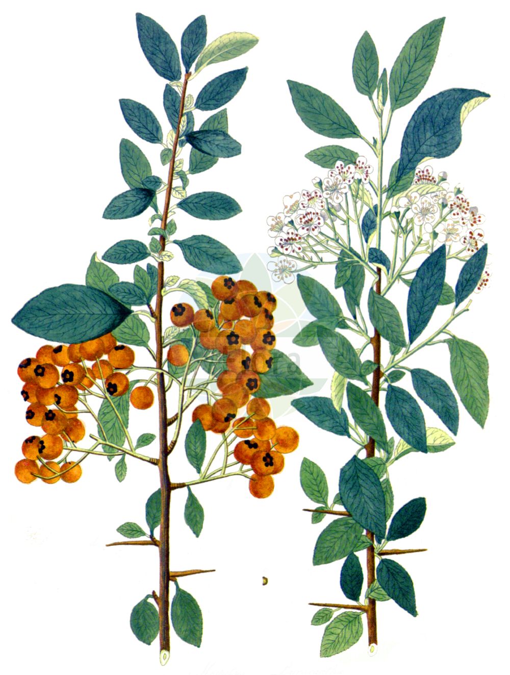 Historische Abbildung von Pyracantha coccinea (Firethorn). Das Bild zeigt Blatt, Bluete, Frucht und Same. ---- Historical Drawing of Pyracantha coccinea (Firethorn). The image is showing leaf, flower, fruit and seed.(Pyracantha coccinea,Firethorn,Cotoneaster pyracantha,Crataegus dumosa,Crataegus pauciflora,Crataegus pyracantha,Gymnopyrenium pyracantha,Mespilus pauciflora,Mespilus pyracantha,Oxyacantha amygdalifolia,Pyracantha coccinea,Pyracantha lucida,Pyracantha pauciflora,Pyracantha spinosa,Pyracantha vulgaris,Timbalia pyracantha,Pyracantha,Rosaceae,Rosengewächse,Rose family,Blatt,Bluete,Frucht,Same,leaf,flower,fruit,seed,Krauss (1802f))