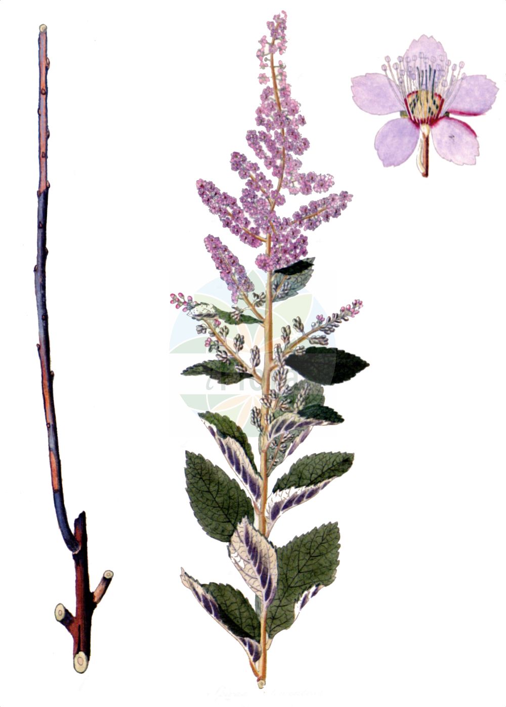 Historische Abbildung von Spiraea tomentosa (Gelbfilziger Spierstrauch - Hardhack). Das Bild zeigt Blatt, Bluete, Frucht und Same. ---- Historical Drawing of Spiraea tomentosa (Gelbfilziger Spierstrauch - Hardhack). The image is showing leaf, flower, fruit and seed.(Spiraea tomentosa,Gelbfilziger Spierstrauch,Hardhack,Drimopogon ferruginea,Drimopogon glomerata,Drimopogon parvifolia,Drimopogon rosea,Drimopogon tomentosa,Spiraea ferruginea,Spiraea glomerata,Spiraea parviflora,Spiraea rosea,Spiraea tomentosa,Gelbfilziger Spierstrauch,Hardhack,Steeplebush,Spiraea,Spierstrauch,Brideworts,Rosaceae,Rosengewächse,Rose family,Blatt,Bluete,Frucht,Same,leaf,flower,fruit,seed,Krauss (1802f))