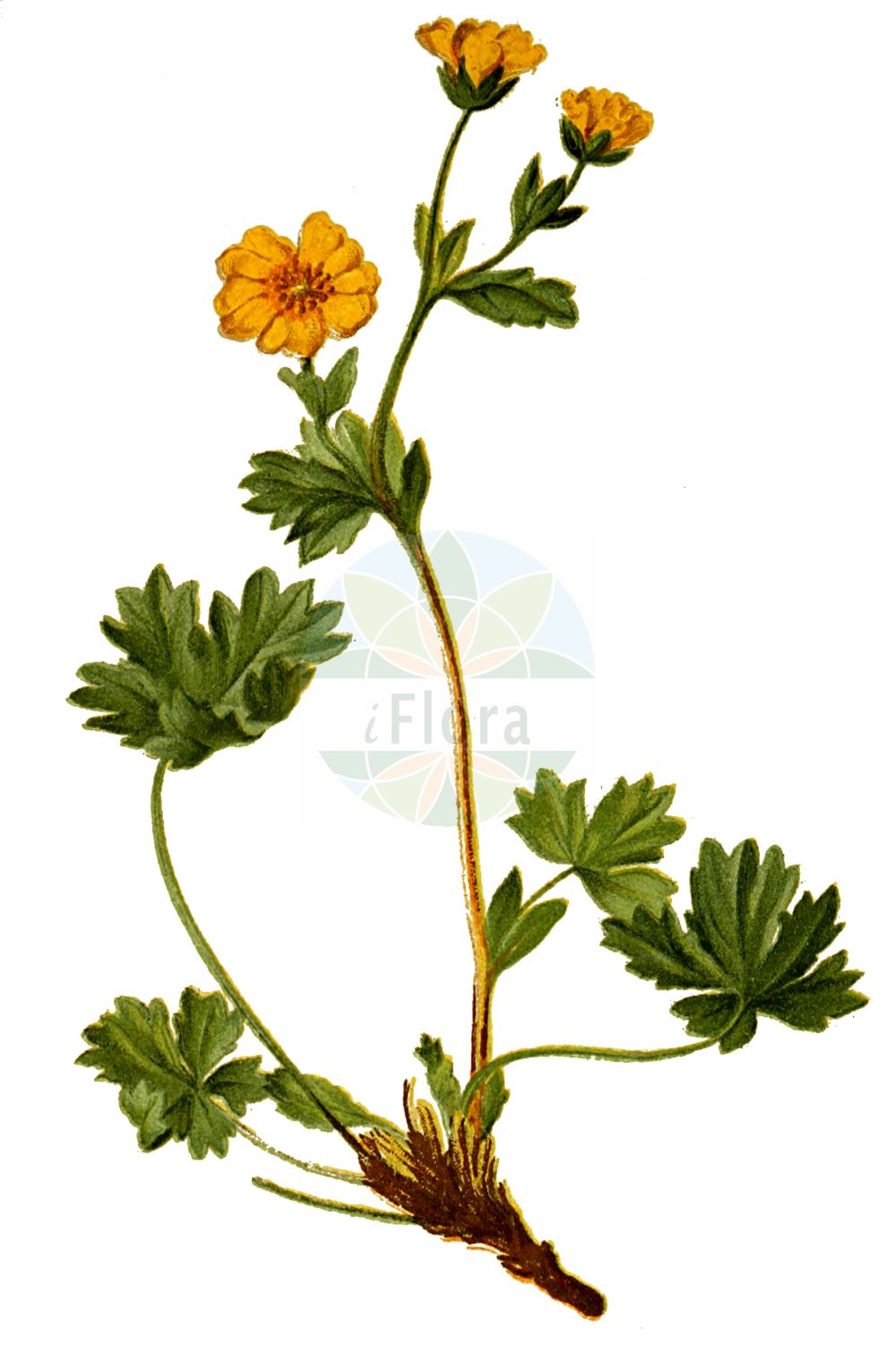 Historische Abbildung von Potentilla crantzii (Zottiges Fingerkraut - Alpine Cinquefoil). Das Bild zeigt Blatt, Bluete, Frucht und Same. ---- Historical Drawing of Potentilla crantzii (Zottiges Fingerkraut - Alpine Cinquefoil). The image is showing leaf, flower, fruit and seed.(Potentilla crantzii,Zottiges Fingerkraut,Alpine Cinquefoil,Fragaria crantzii,Fragaria villosa,Potentilla adscendens,Potentilla affinis,Potentilla alpestris,Potentilla baldensis,Potentilla bithynica,Potentilla crantzii,Potentilla debilis,Potentilla filiformis,Potentilla friesiana,Potentilla gardae,Potentilla gelida,Potentilla hellwegeri,Potentilla jurana,Potentilla juratensis,Potentilla langeana,Potentilla latestipula,Potentilla levieri,Potentilla obtusifolia,Potentilla praeruptorum,Potentilla pseudoserpentini,Potentilla rotundifolia,Potentilla rubens,Potentilla sabauda,Potentilla salisburgensis,Potentilla saxatilis,Potentilla scandica,Potentilla serpentini,Potentilla stipulacea,Potentilla stipularis,Potentilla stricticaulis,Potentilla tridentina,Potentilla villosa,Zottiges Fingerkraut,Crantz-Fingerkraut,Zottiges Berg-Fingerkraut,Alpine Cinquefoil,Potentilla,Fingerkraut,Cinquefoil,Rosaceae,Rosengewächse,Rose family,Blatt,Bluete,Frucht,Same,leaf,flower,fruit,seed,Hartinger & von Dalla Torre (1806f))
