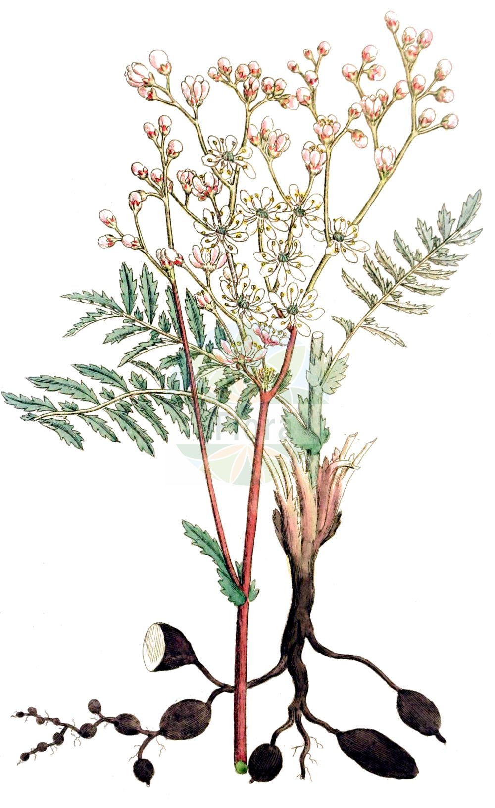 Historische Abbildung von Filipendula vulgaris (Kleines Mädesüß - Dropwort). Das Bild zeigt Blatt, Bluete, Frucht und Same. ---- Historical Drawing of Filipendula vulgaris (Kleines Mädesüß - Dropwort). The image is showing leaf, flower, fruit and seed.(Filipendula vulgaris,Kleines Mädesüß,Dropwort,Filipendula hexapetala,Filipendula pubescens,Filipendula vulgaris,Spiraea filipendula,Spiraea gigantea,Spiraea noeana,Spiraea pubescens,Spiraea tuberosa,Spiraea vulgaris,Ulmaria filipendula,Kleines Maedesuess,Knollen-Maedesuess,Knollige Spierstaude,Dropwort,Meadowsweet,Filipendula,Mädesüß,Queen,Rosaceae,Rosengewächse,Rose family,Blatt,Bluete,Frucht,Same,leaf,flower,fruit,seed,Svensk Botanik (Svensk Botanik))