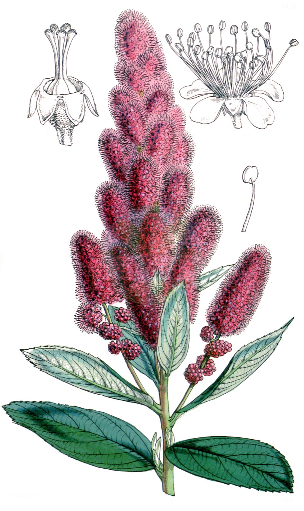 Historische Abbildung von Spiraea douglasii (Steeple-bush). Das Bild zeigt Blatt, Bluete, Frucht und Same. ---- Historical Drawing of Spiraea douglasii (Steeple-bush). The image is showing leaf, flower, fruit and seed.(Spiraea douglasii,Steeple-bush,Drimopogon douglasii,Drimopogon menziesii,Spiraea douglasii,Spiraea,Spierstrauch,Brideworts,Rosaceae,Rosengewächse,Rose family,Blatt,Bluete,Frucht,Same,leaf,flower,fruit,seed,Fitch et al. (1880))
