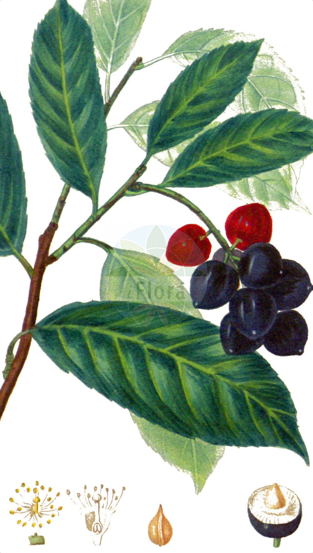 Historische Abbildung von Prunus laurocerasus (Kirschlorbeer - Cherry Laurel). Das Bild zeigt Blatt, Bluete, Frucht und Same. ---- Historical Drawing of Prunus laurocerasus (Kirschlorbeer - Cherry Laurel). The image is showing leaf, flower, fruit and seed.(Prunus laurocerasus,Kirschlorbeer,Cherry Laurel,Cerasus laurocerasus,Laurocerasus officinalis,Laurocerasus otinii,Laurocerasus vulgaris,Padus laurocerasus,Prunus grandifolia,Prunus laurocerasus,Kirschlorbeer,Kolchische Lorbeer-Kirsche,Pontische Lorbeer-Kirsche,Cherry Laurel,Common Laurel,Laurel Cherry,Prunus,Kirsche,Plum,Rosaceae,Rosengewächse,Rose family,Blatt,Bluete,Frucht,Same,leaf,flower,fruit,seed,Chaumeton (1814f))