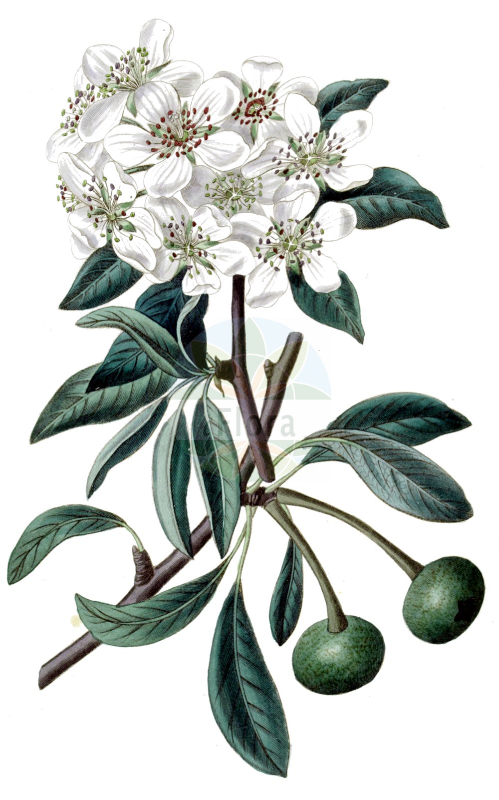Historische Abbildung von Pyrus nivalis. Das Bild zeigt Blatt, Bluete, Frucht und Same. ---- Historical Drawing of Pyrus nivalis. The image is showing leaf, flower, fruit and seed.(Pyrus nivalis,Pyrus armud,Pyrus austriaca,Pyrus nivalis,Pyrus salviifolia,Pyrus,Birne,Pear,Rosaceae,Rosengewächse,Rose family,Blatt,Bluete,Frucht,Same,leaf,flower,fruit,seed,Edwards Botanical Register (1829-1847))