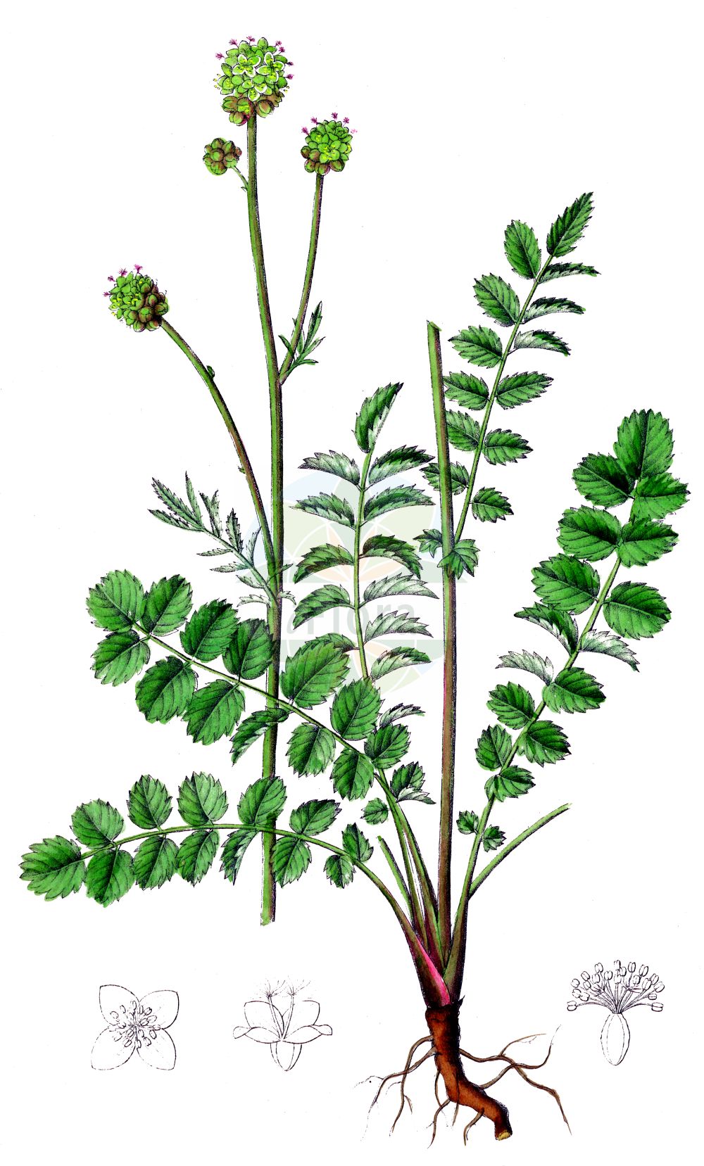 Historische Abbildung von Sanguisorba minor (Kleiner Wiesenknopf - Small Burnet). Das Bild zeigt Blatt, Bluete, Frucht und Same. ---- Historical Drawing of Sanguisorba minor (Kleiner Wiesenknopf - Small Burnet). The image is showing leaf, flower, fruit and seed.(Sanguisorba minor,Kleiner Wiesenknopf,Small Burnet,Pimpinella minor,Pimpinella sanguisorba,Poterium collinum,Poterium minus,Poterium sanguisorba,Poterium vulgare,Sanguisorba minor,Sanguisorba pimpinella,Sanguisorba poterium,Sanguisorba vulgaris,Kleiner Wiesenknopf,Bibernelle,Gefluegelter Wiesenknopf,Hoeckerfruechtiger Wiesenknopf,Weichstacheliger Wiesenknopf,Small Burnet,Salad Burnet,Sanguisorba,Wiesenknopf,Burnet,Rosaceae,Rosengewächse,Rose family,Blatt,Bluete,Frucht,Same,leaf,flower,fruit,seed,Dietrich (1833-1844))