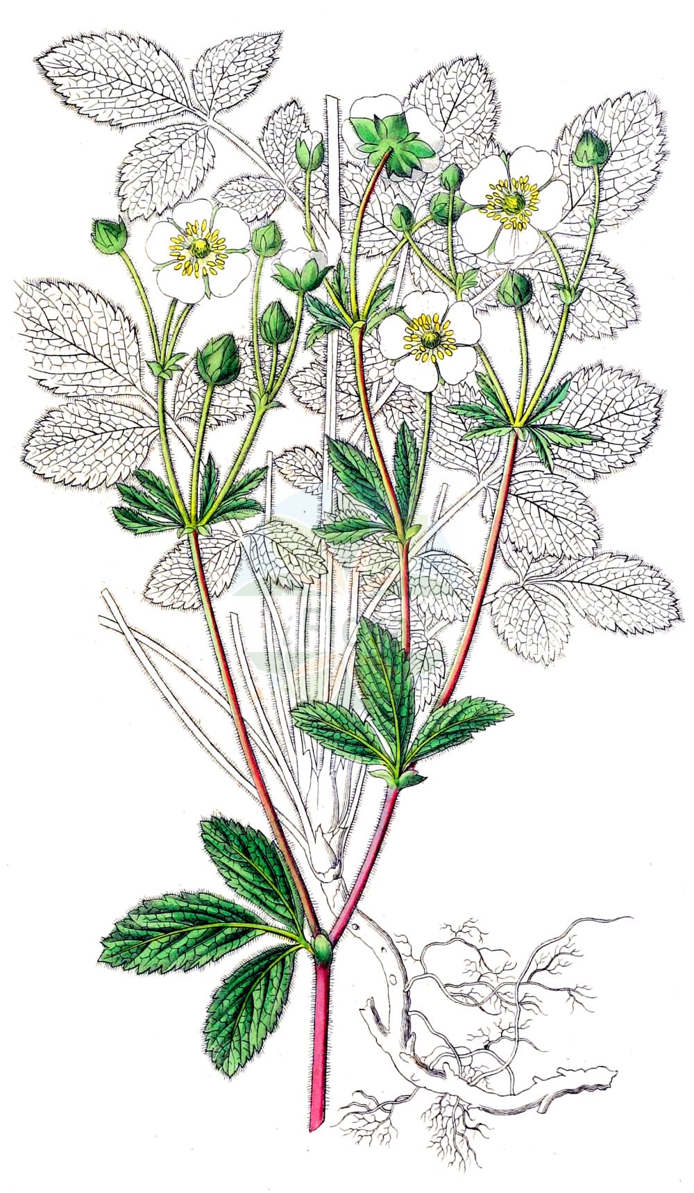 Historische Abbildung von Drymocallis rupestris (Felsen-Fingerkraut - Rock Cinquefoil). Das Bild zeigt Blatt, Bluete, Frucht und Same. ---- Historical Drawing of Drymocallis rupestris (Felsen-Fingerkraut - Rock Cinquefoil). The image is showing leaf, flower, fruit and seed.(Drymocallis rupestris,Felsen-Fingerkraut,Rock Cinquefoil,Argentina rupestris,Drymocallis rupestris,Fragaria rupestris,Potentilla baeniczkyi,Potentilla banatica,Potentilla foliosa,Potentilla macrocalyx,Potentilla rupestris,Felsen-Fingerkraut,Stein-Fingerkraut,Rock Cinquefoil,Drymocallis,Fingerkraut,Rosaceae,Rosengewächse,Rose family,Blatt,Bluete,Frucht,Same,leaf,flower,fruit,seed,Dietrich (1833-1844))
