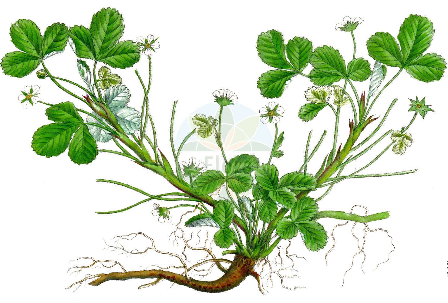 Historische Abbildung von Potentilla sterilis (Erdbeer-Fingerkraut - Barren Strawberry). Das Bild zeigt Blatt, Bluete, Frucht und Same. ---- Historical Drawing of Potentilla sterilis (Erdbeer-Fingerkraut - Barren Strawberry). The image is showing leaf, flower, fruit and seed.(Potentilla sterilis,Erdbeer-Fingerkraut,Barren Strawberry,Comarum fragarioides,Dactylophyllum fragariastrum,Fraga sterilis,Fragaria praecox,Fragaria sicca,Fragaria sterilis,Fragariastrum sterile,Potentilla emarginata,Potentilla fragariastrum,Potentilla fragarioides,Potentilla gunneri,Potentilla prostrata,Potentilla sicca,Potentilla sterilis,Tormentilla fragarioides,Tormentilla obovatifolia,Erdbeer-Fingerkraut,Barren Strawberry,Strawberryleaf Cinquefoil,Potentilla,Fingerkraut,Cinquefoil,Rosaceae,Rosengewächse,Rose family,Blatt,Bluete,Frucht,Same,leaf,flower,fruit,seed,Dietrich (1833-1844))