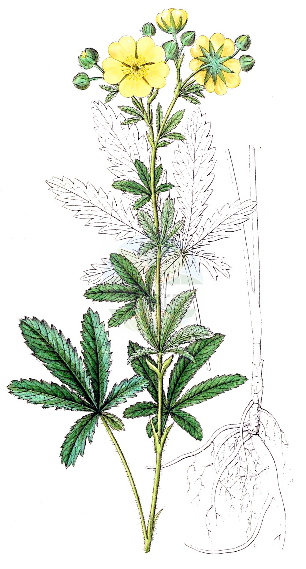 Historische Abbildung von Potentilla recta (Aufrechtes Fingerkraut - Sulphur Cinquefoil). Das Bild zeigt Blatt, Bluete, Frucht und Same. ---- Historical Drawing of Potentilla recta (Aufrechtes Fingerkraut - Sulphur Cinquefoil). The image is showing leaf, flower, fruit and seed.(Potentilla recta,Aufrechtes Fingerkraut,Sulphur Cinquefoil,Fragaria recta,Hypargyrium rectum,Pentaphyllum rectum,Potentilla fallacina,Potentilla pseudopallida,Potentilla recta,Aufrechtes Fingerkraut,Sulphur Cinquefoil,Erect Cinquefoil,Sulfur Cinquefoil,Creeping Cinquefoil,Tall Cinquefoil,Potentilla,Fingerkraut,Cinquefoil,Rosaceae,Rosengewächse,Rose family,Blatt,Bluete,Frucht,Same,leaf,flower,fruit,seed,Dietrich (1833-1844))