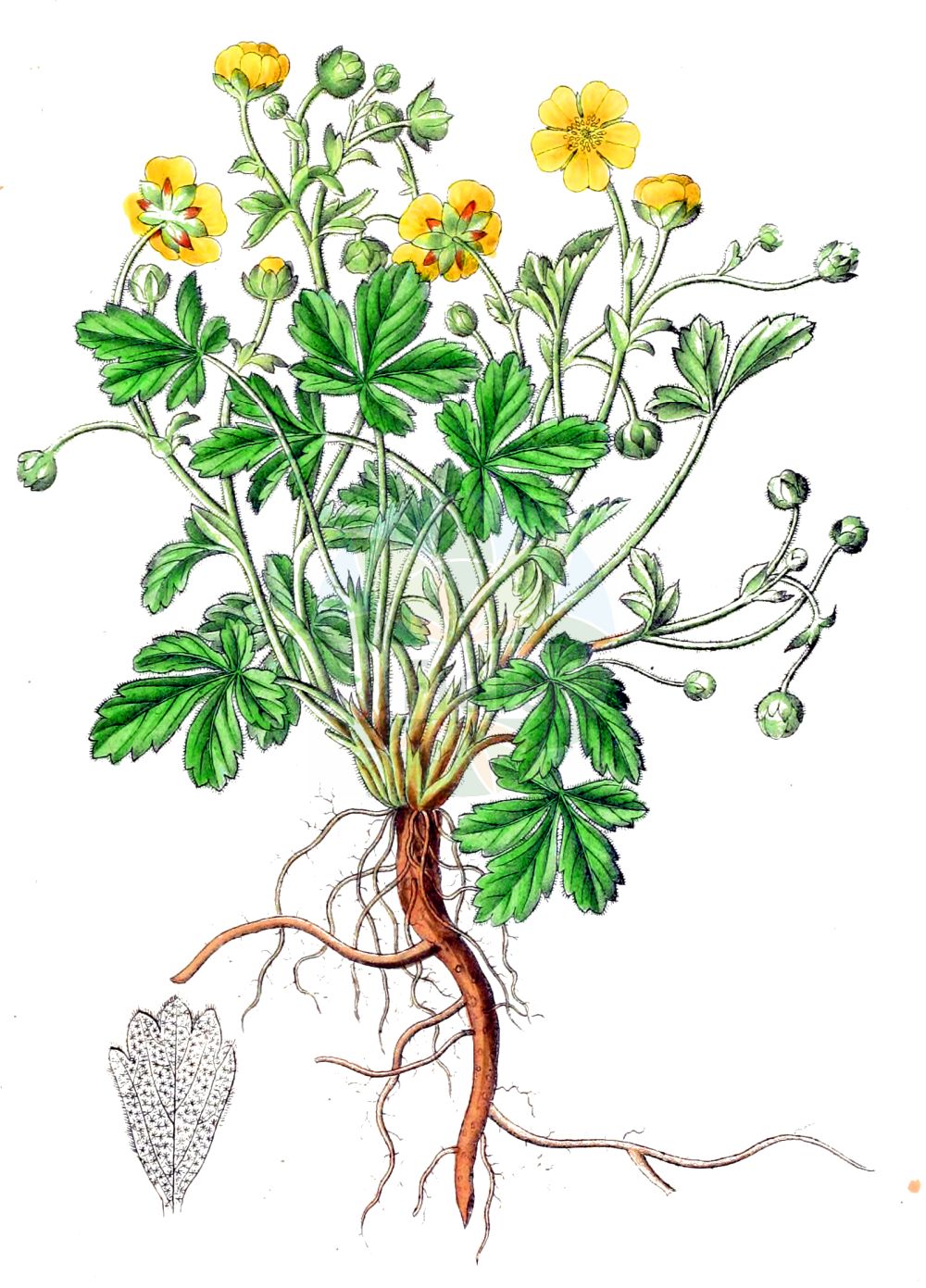 Historische Abbildung von Potentilla incana (Sand-Fingerkraut - Ashy Cinquefoil). Das Bild zeigt Blatt, Bluete, Frucht und Same. ---- Historical Drawing of Potentilla incana (Sand-Fingerkraut - Ashy Cinquefoil). The image is showing leaf, flower, fruit and seed.(Potentilla incana,Sand-Fingerkraut,Ashy Cinquefoil,Potentilla incana,Potentilla maculata,Potentilla stellulata,Potentilla verna subsp. incana,Sand-Fingerkraut,Ashy Cinquefoil,Grey Cinquefoil,Potentilla,Fingerkraut,Cinquefoil,Rosaceae,Rosengewächse,Rose family,Blatt,Bluete,Frucht,Same,leaf,flower,fruit,seed,Dietrich (1833-1844))